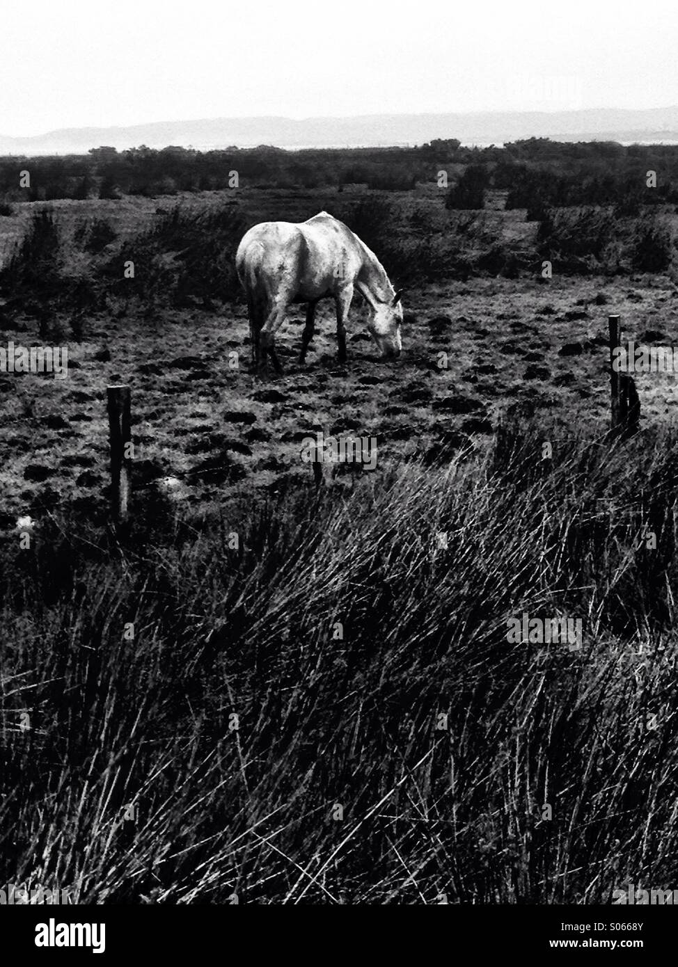 Grazing Horse - Smartphone Captured Stock Image