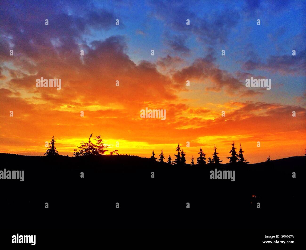 Sunset trees silhouette Stock Photo