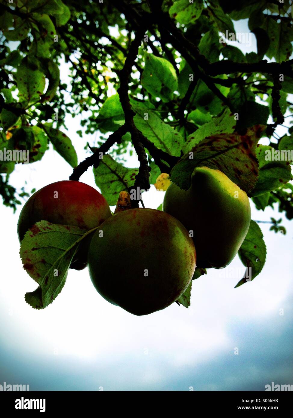 Apple Tree - Smartphone Captured Stock Image