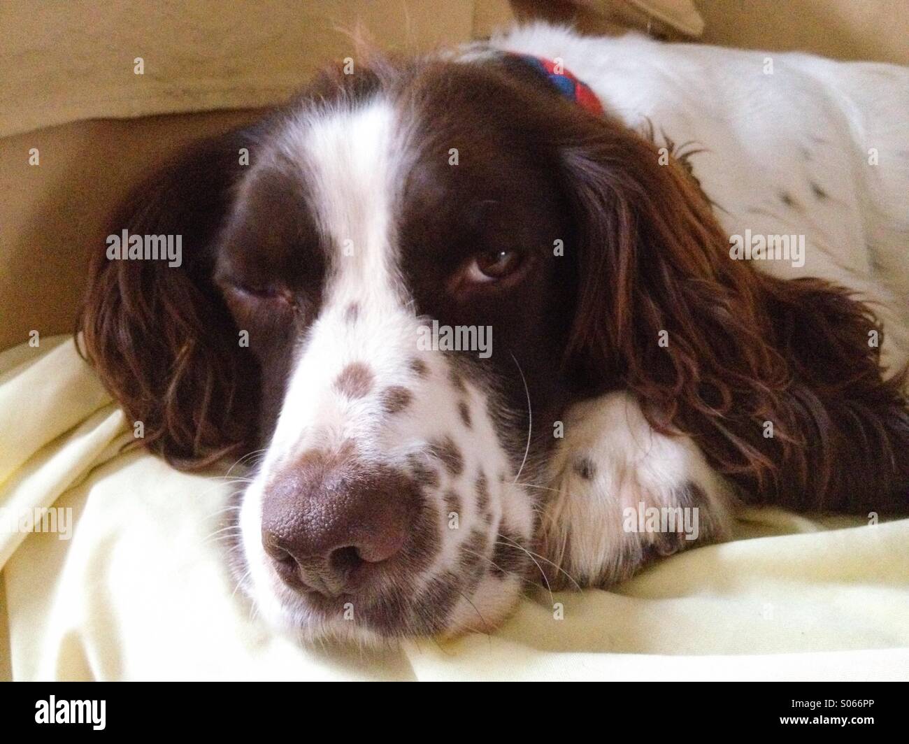 Sleepy spaniel - Smartphone Captured Stock Image