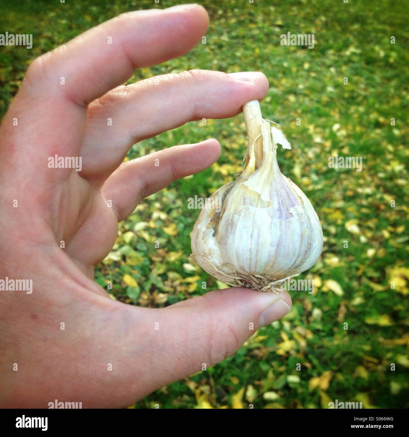 A fresh bulb of local garlic Stock Photo Alamy