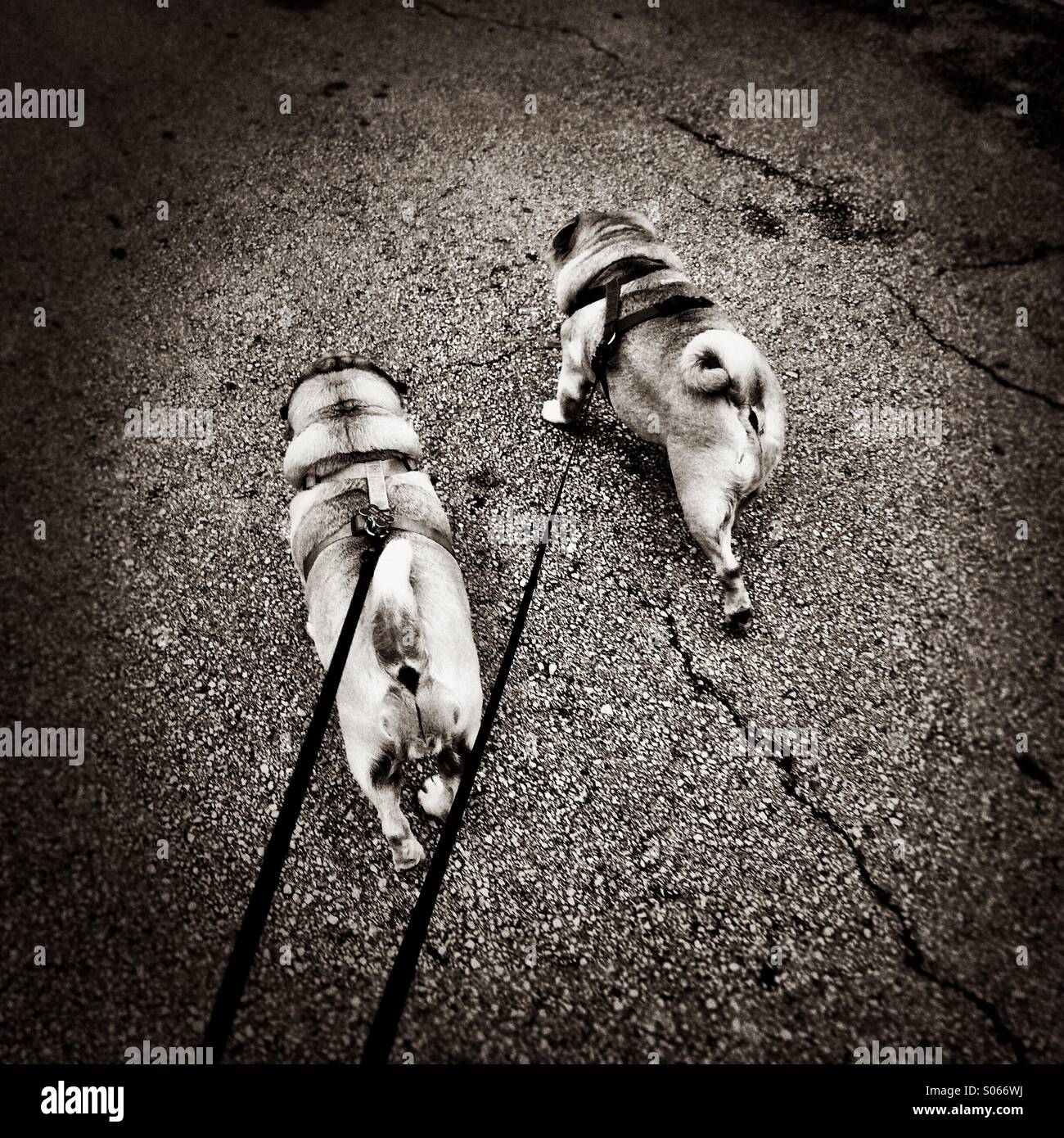Walking two pugs. - Smartphone Captured Stock Image