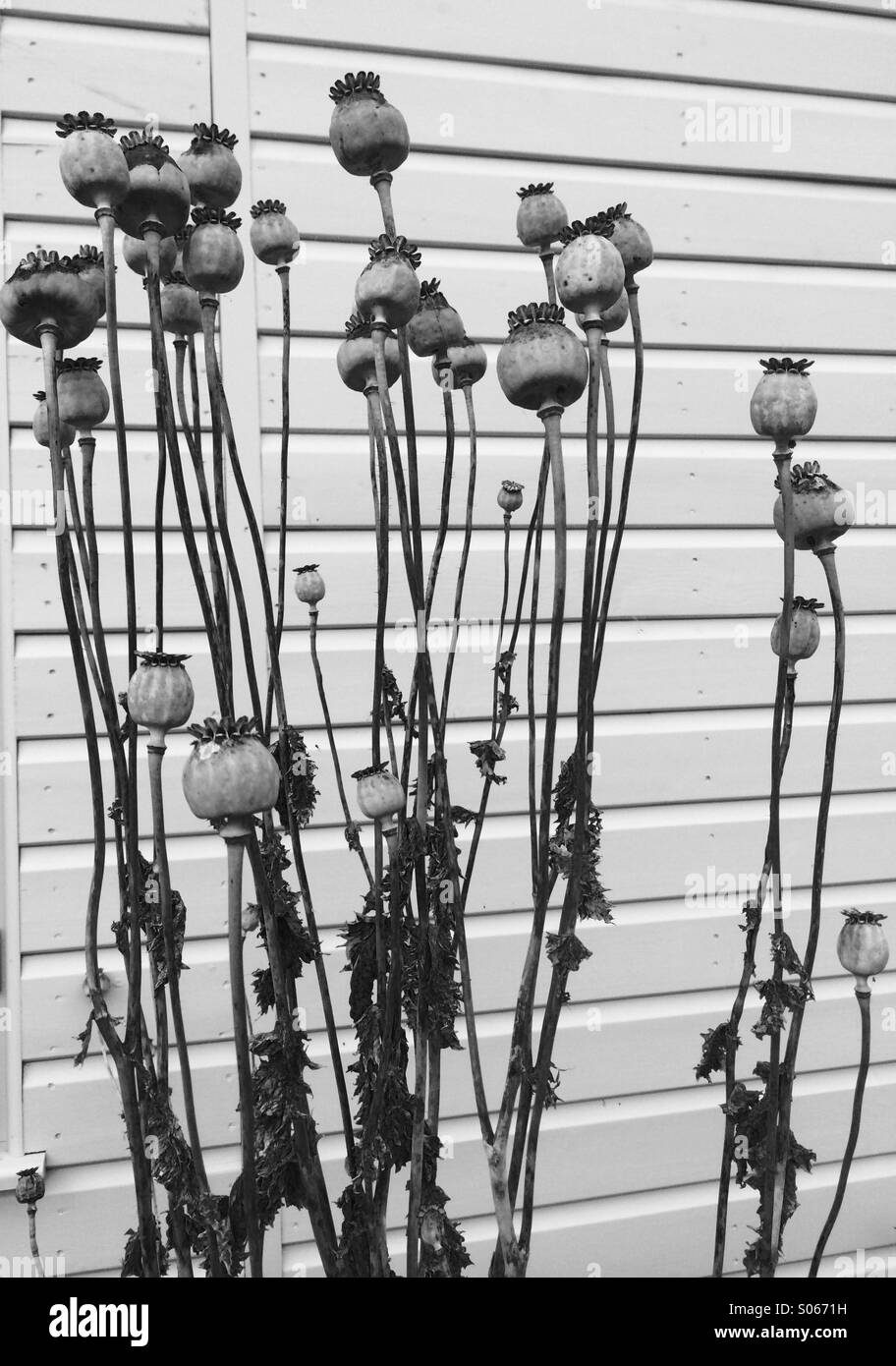 Poppy seed heads against wooden cladding Stock Photo