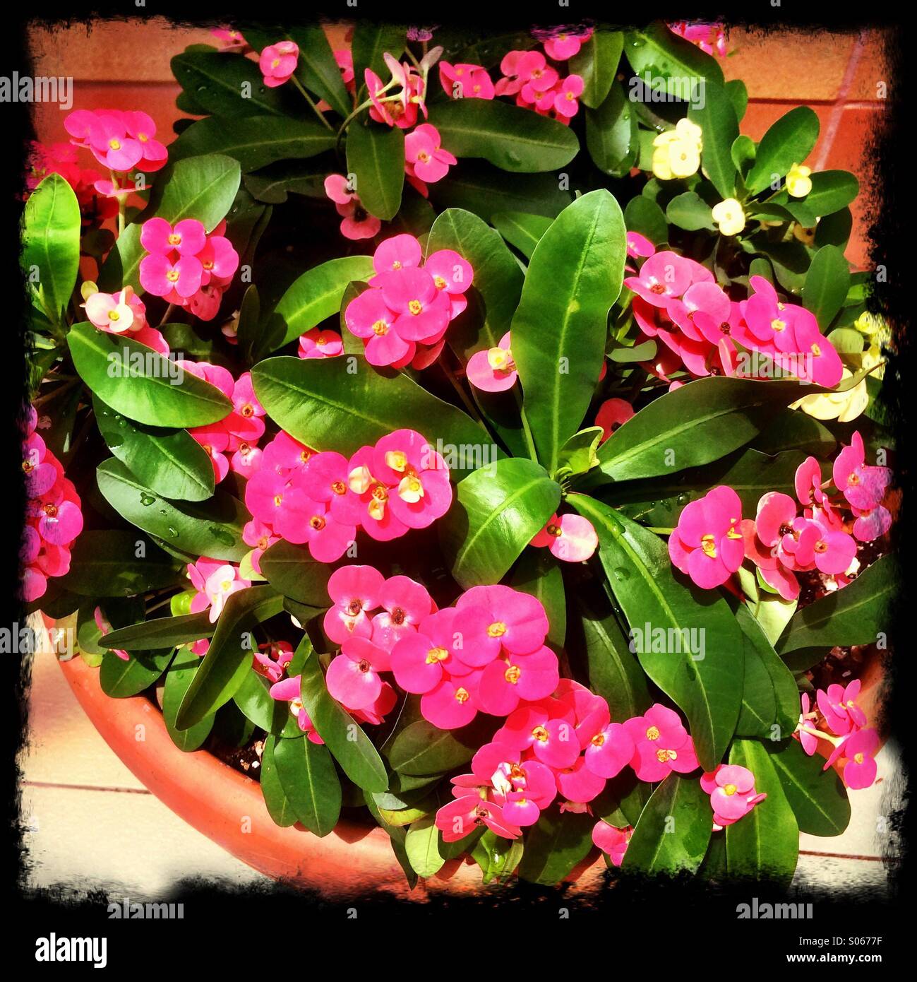 A flowerpot with pink flowers. - Smartphone Captured Stock Image