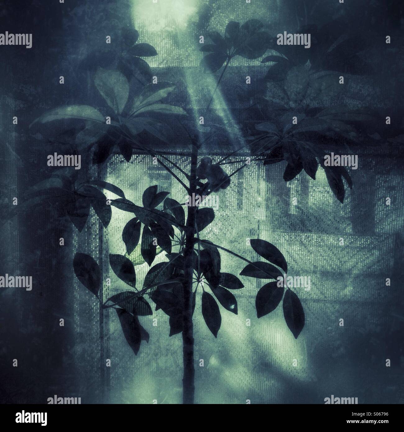 Houseplant in the window - Smartphone Captured Stock Image