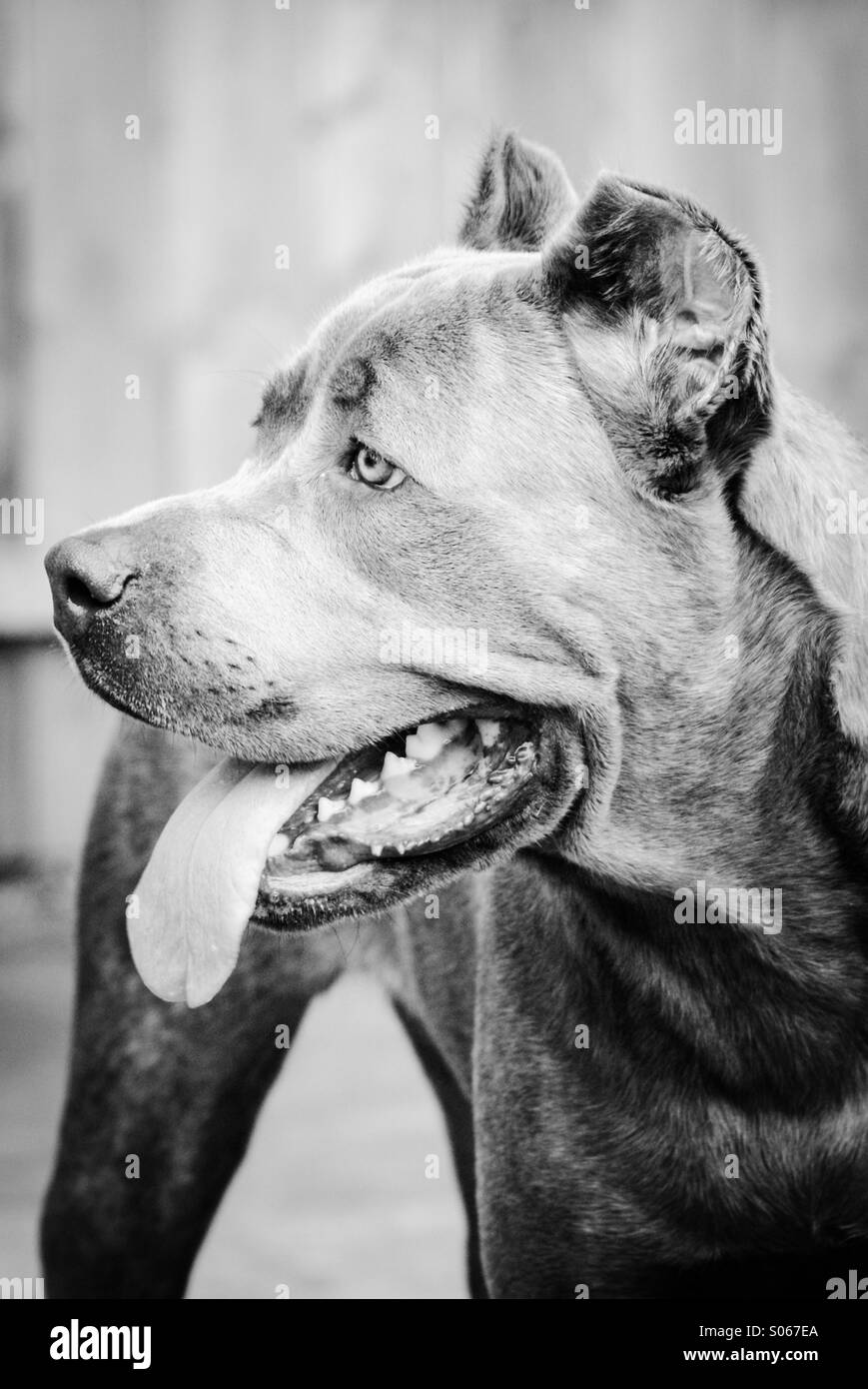 Cane corso tongue Black and White Stock Photos & Images Alamy