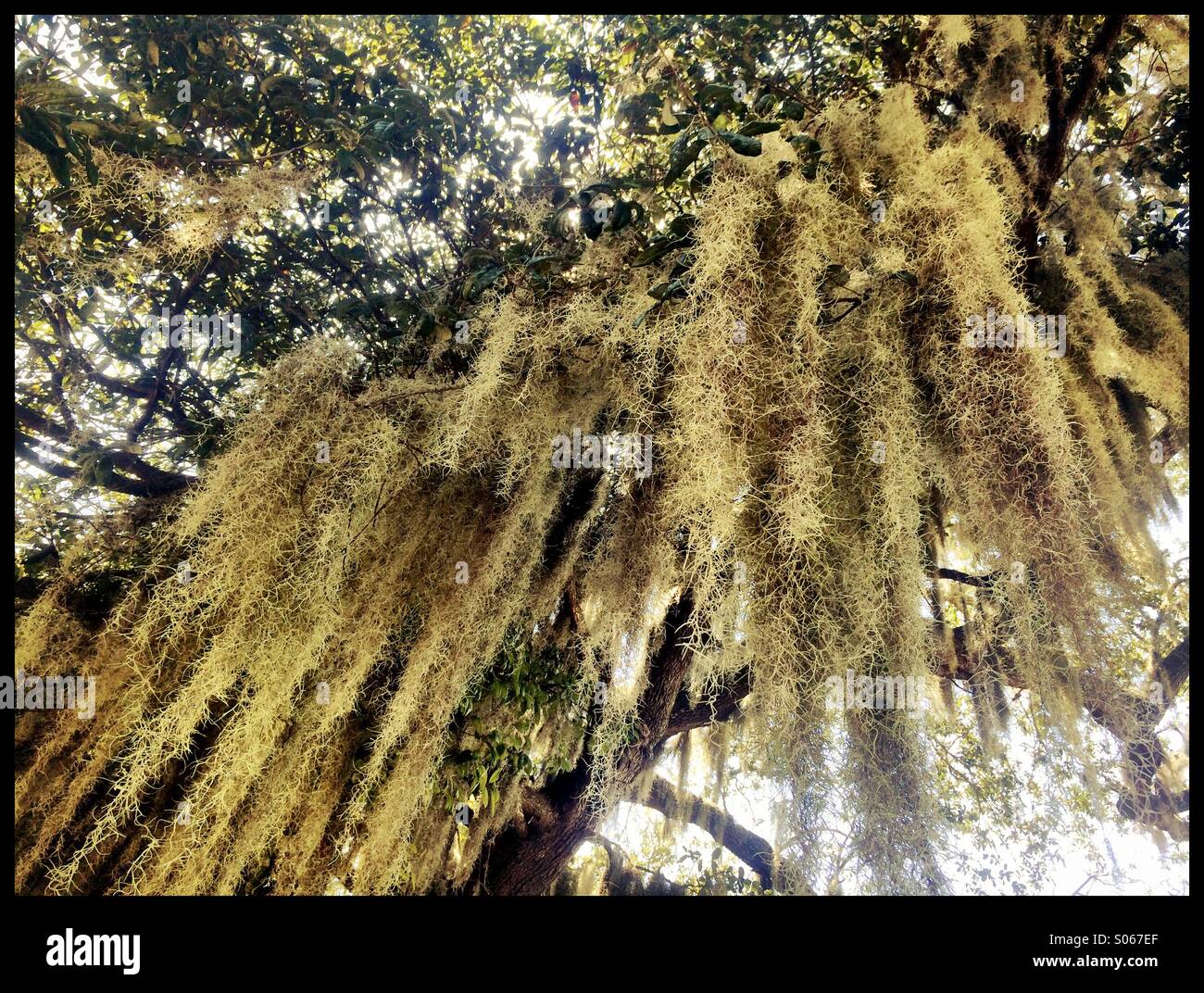 Spanish Moss Hanging From A Tree Stock Photo Alamy