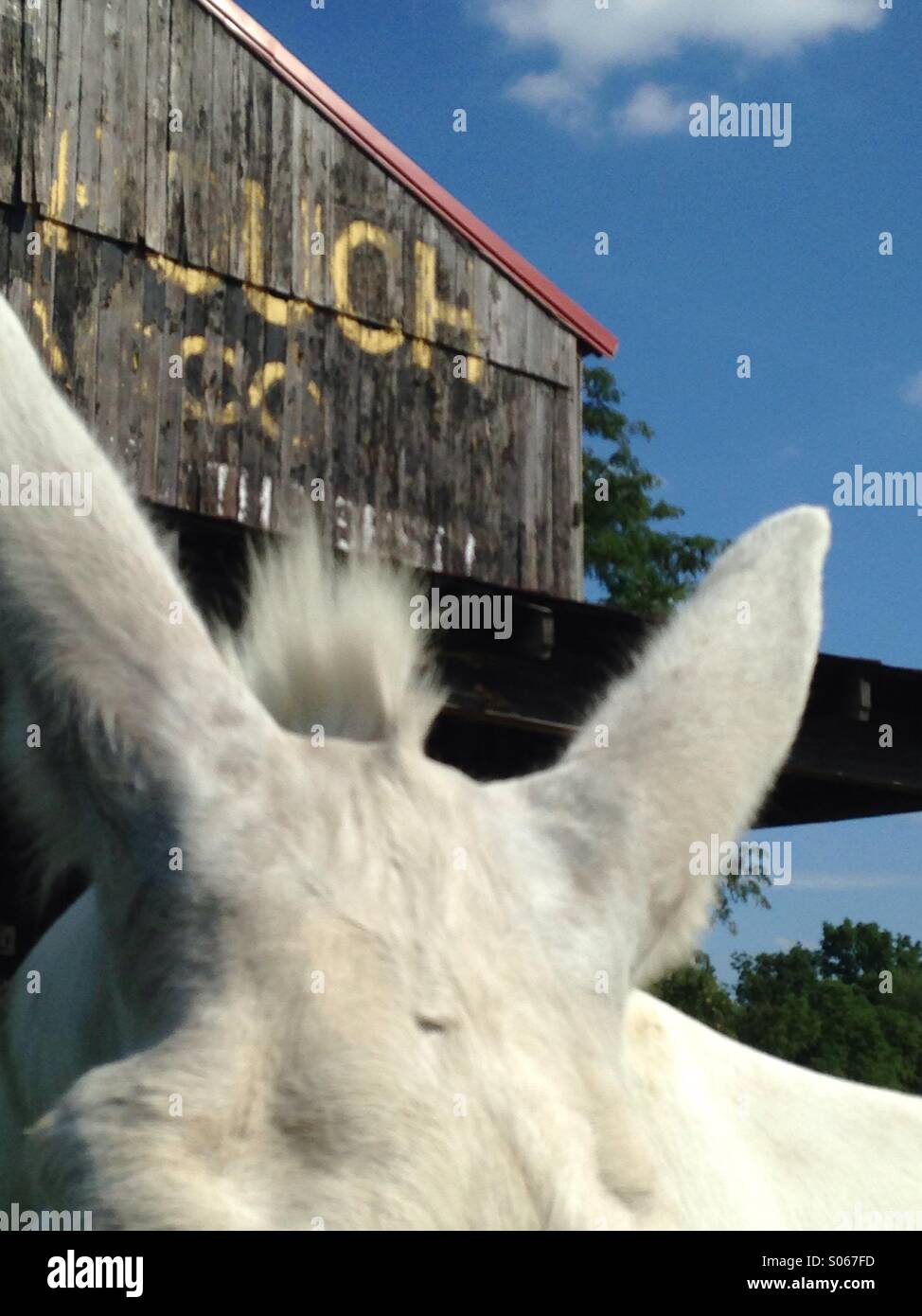 The ears of a mammoth donkey. - Smartphone Captured Stock Image