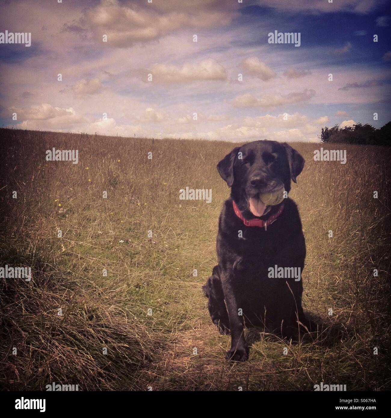 Black Labrador waits with a ball to play fetch. Mobile phone photo with some phone or tablet post processing. - Smartphone Captured Stock Image