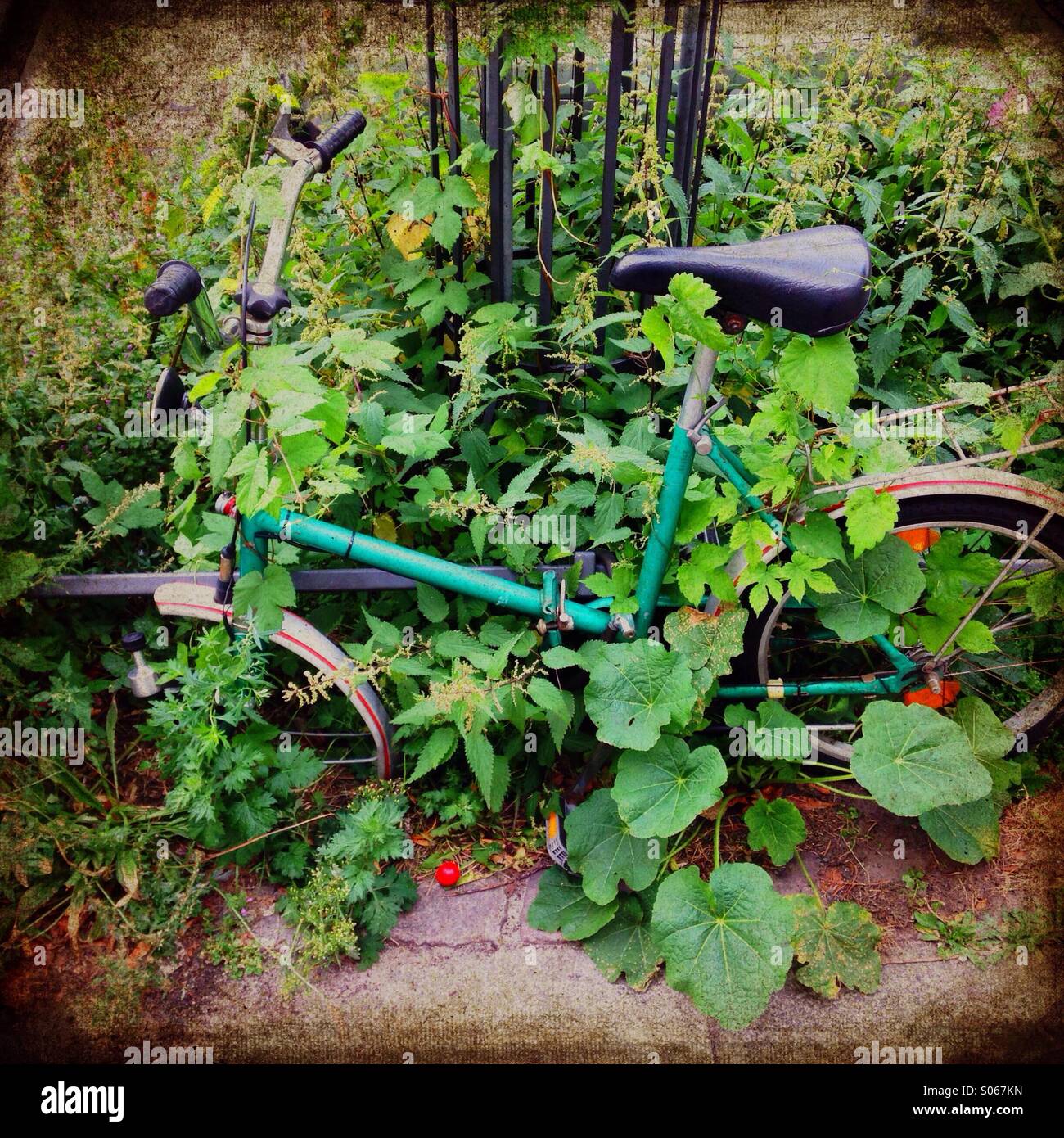 Bicycle overgrown with vegetation in Berlin Germany - Smartphone Captured Stock Image