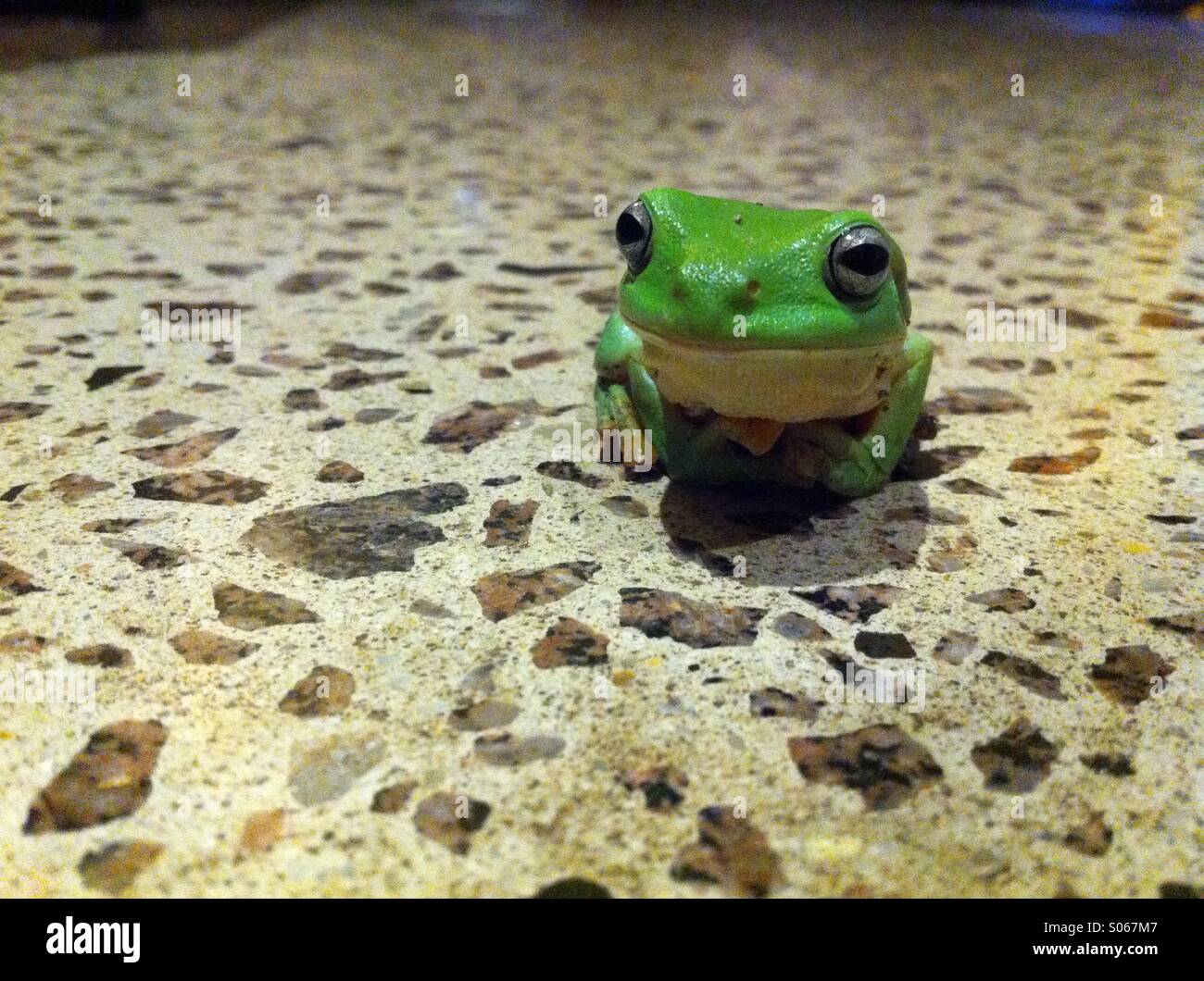 Tree frog in the kitchen. Stock Photo