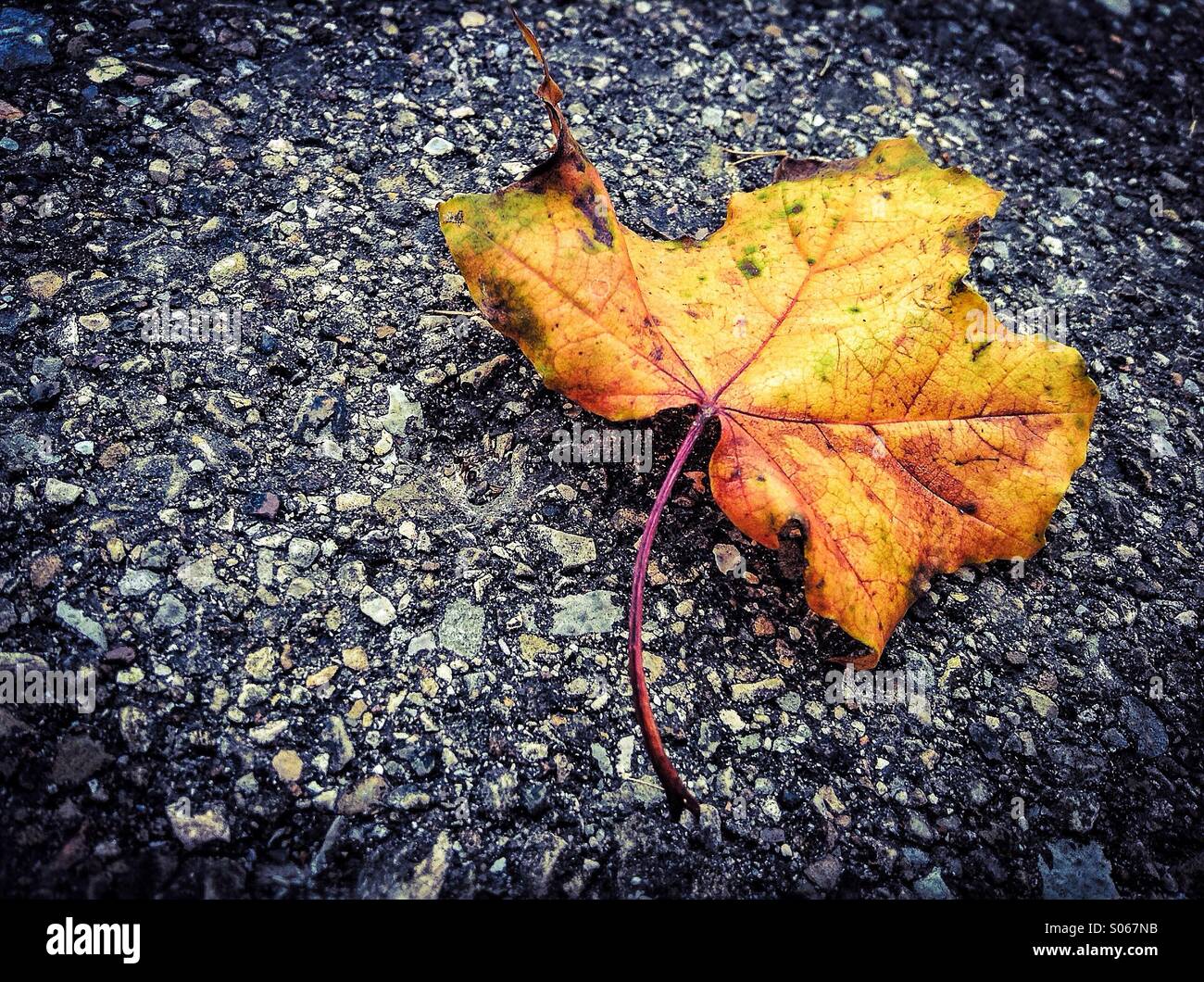 Autumm leaf on asphalt Stock Photo