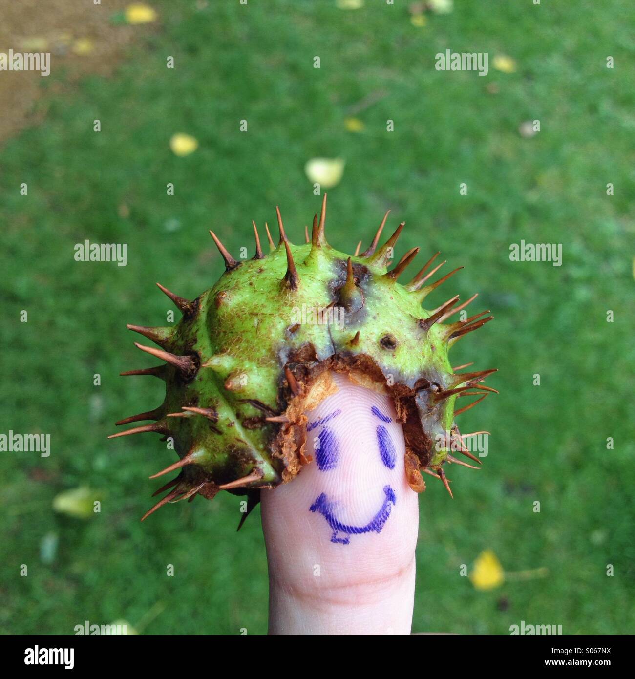 Conker prickly skin on thumb Stock Photo