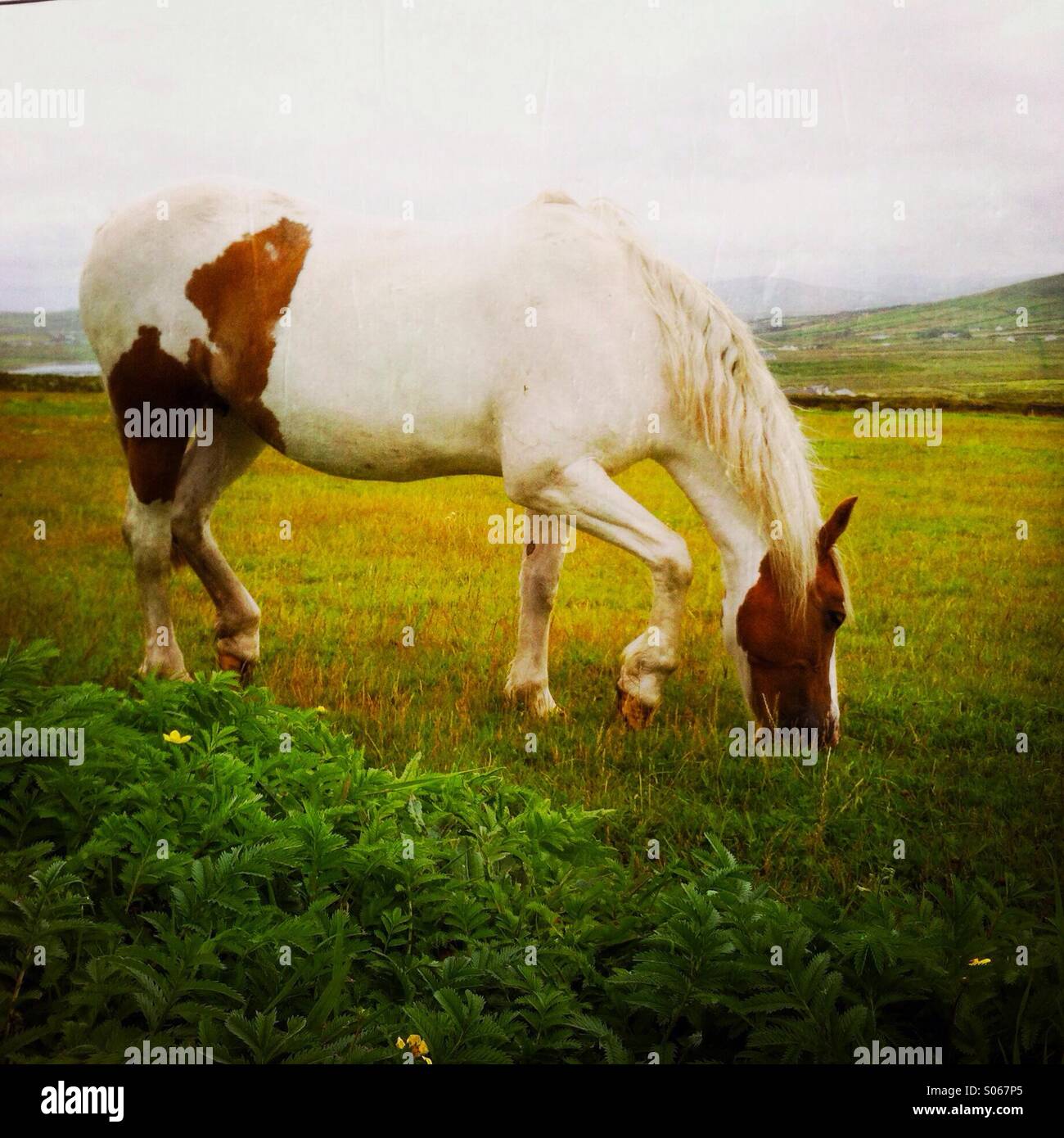 A horse grazing in a field. County Kerry, Ireland Europe. - Smartphone Captured Stock Image