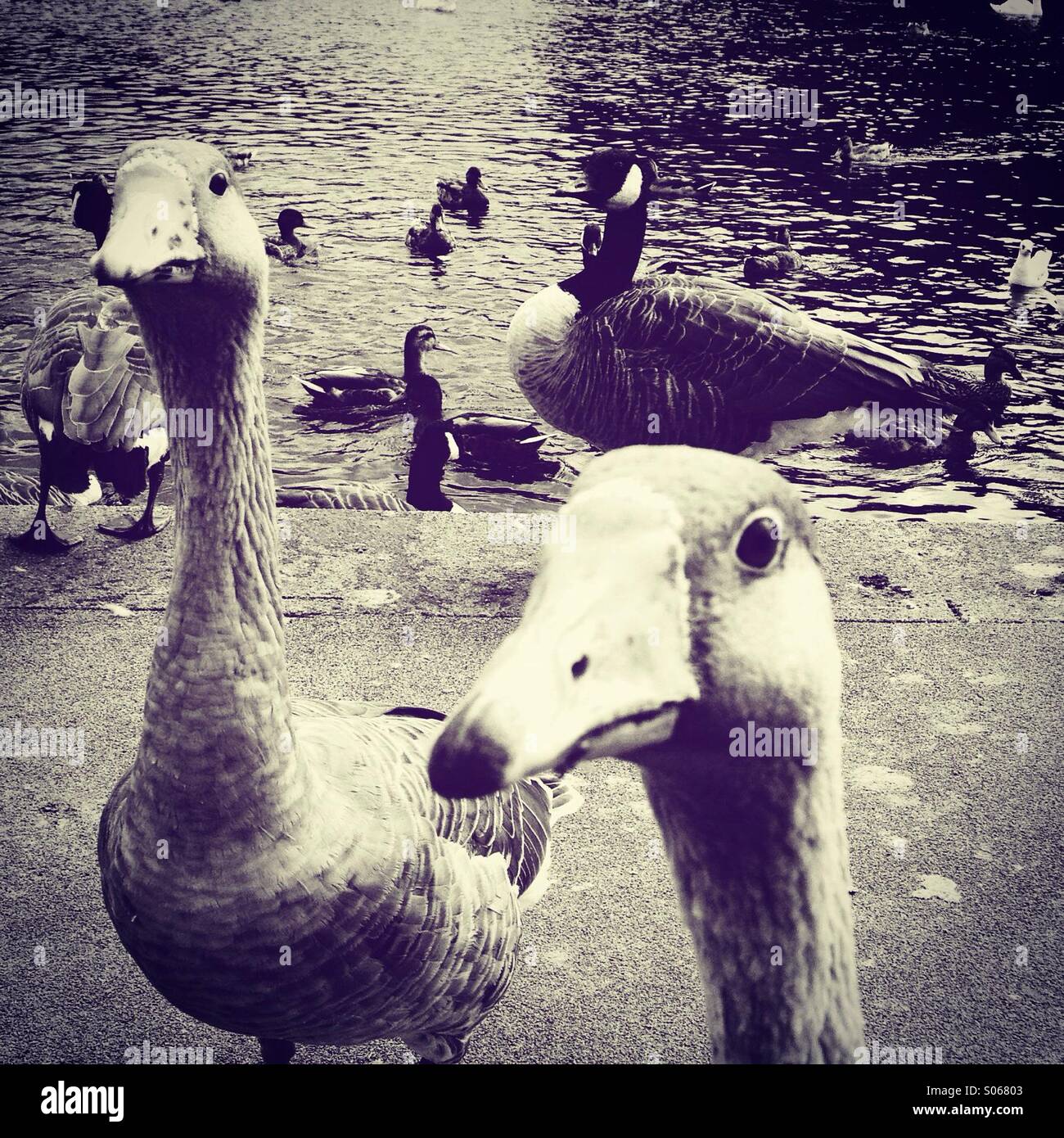 Feeding the ducks and geese Stock Photo Alamy