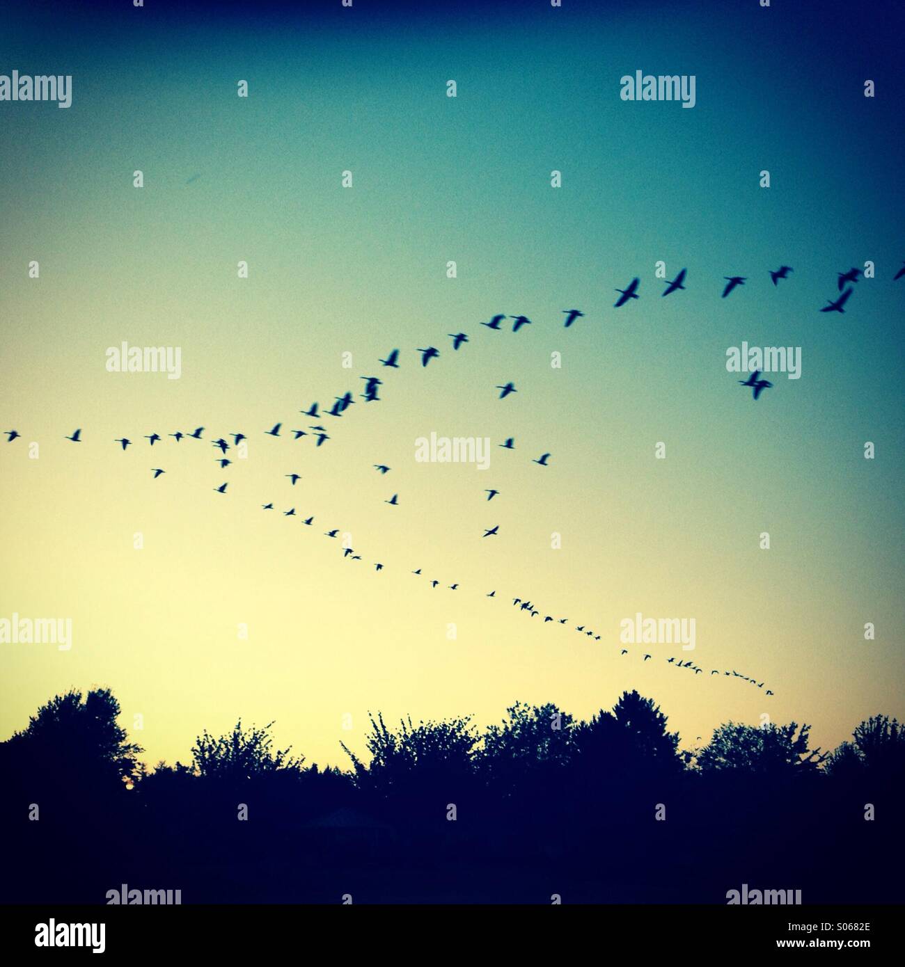 Canadian Geese flying north during sunrise Stock Photo