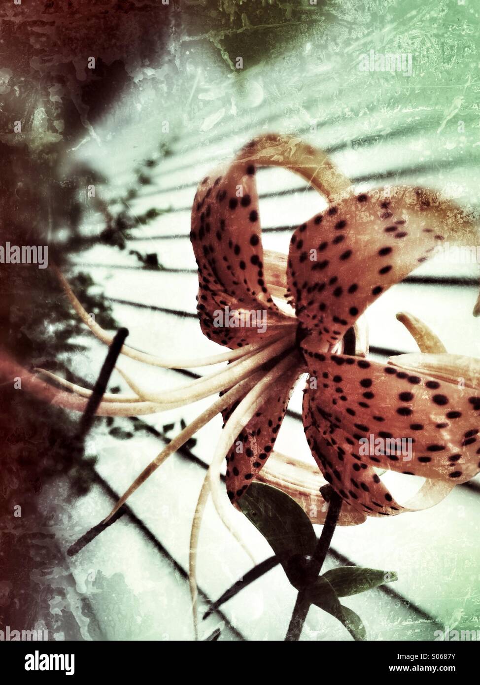 Vintage day lily. - Smartphone Captured Stock Image