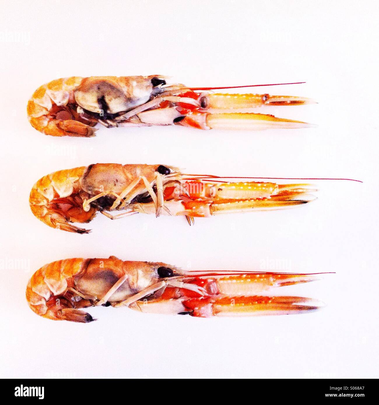Langoustine shellfish - Smartphone Captured Stock Image