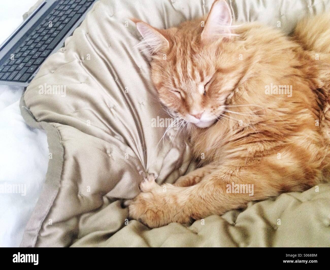 Cat sleeping in bed Stock Photo Alamy