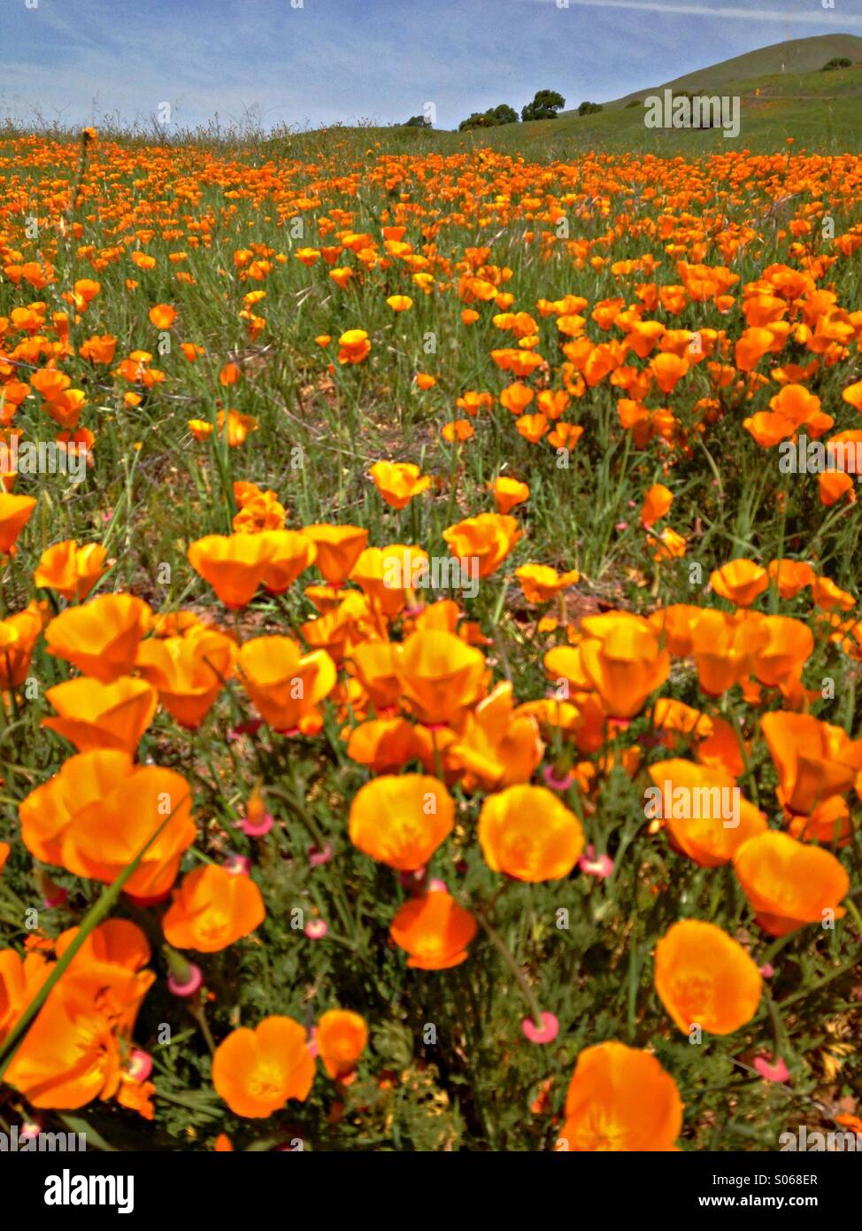 Field of spring poppies - Smartphone Captured Stock Image