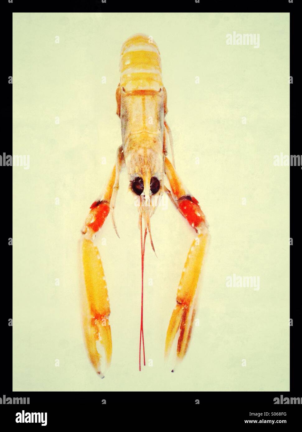 Langoustine shellfish on a white background - Smartphone Captured Stock Image