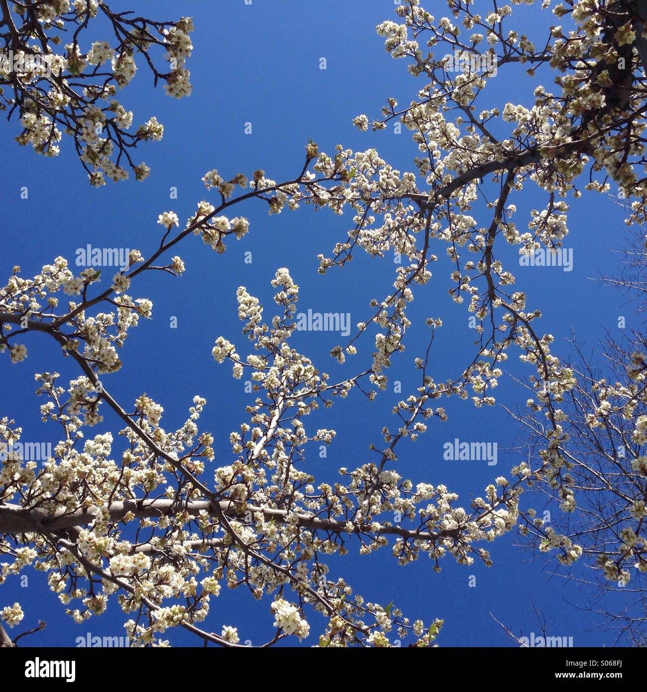 Spring blossoms on plum trees - Smartphone Captured Stock Image
