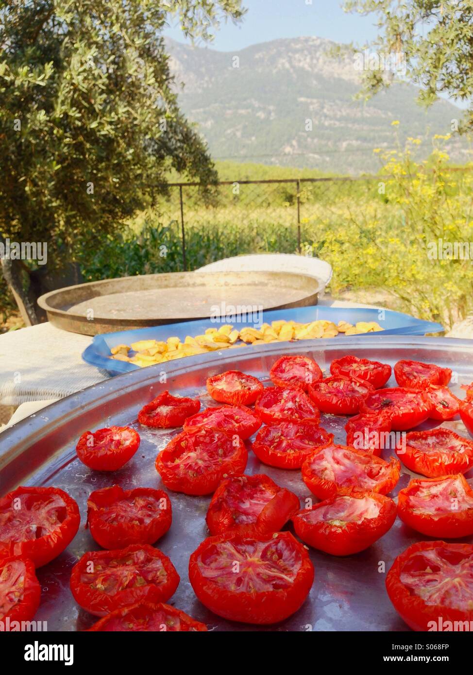 Apples and tomatoes drying in the sun at a mountain small holding and