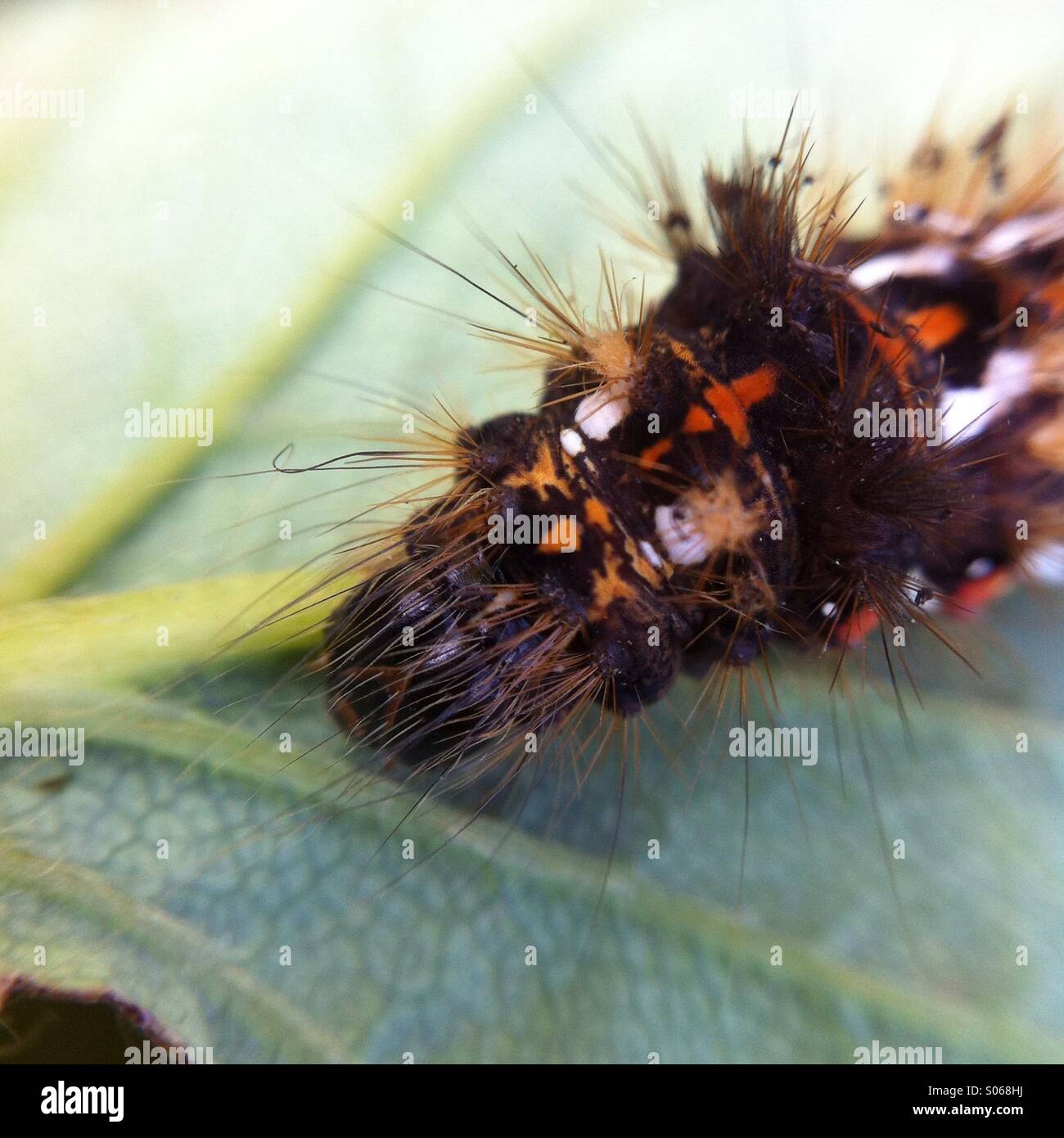 Head of a brown tailed moth caterpillar on the back of a strawberry leaf in macro Stock Photo