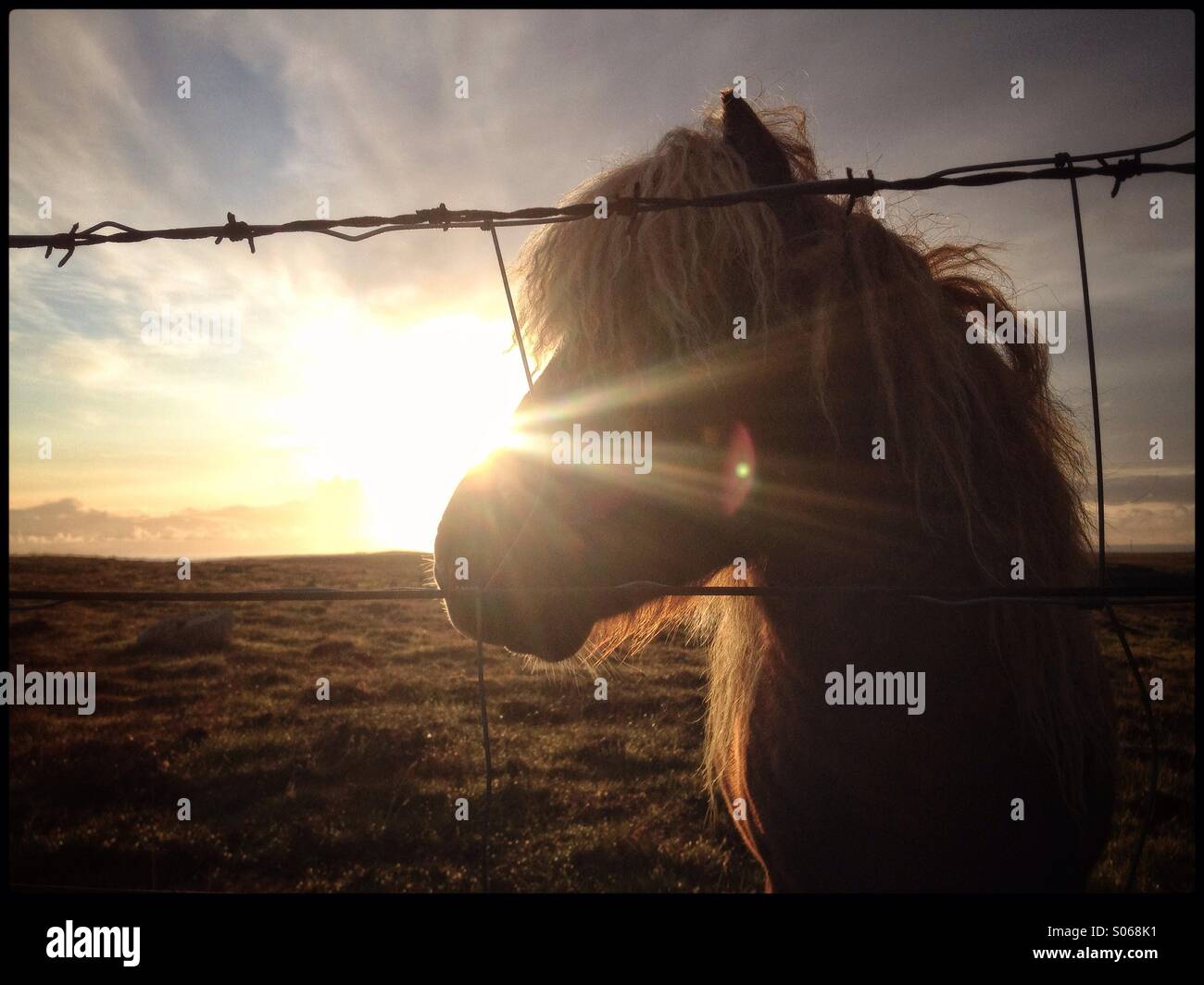 Shetland pony behind barbwire. Credit Lee Ramsden / ALAMY Stock Photo