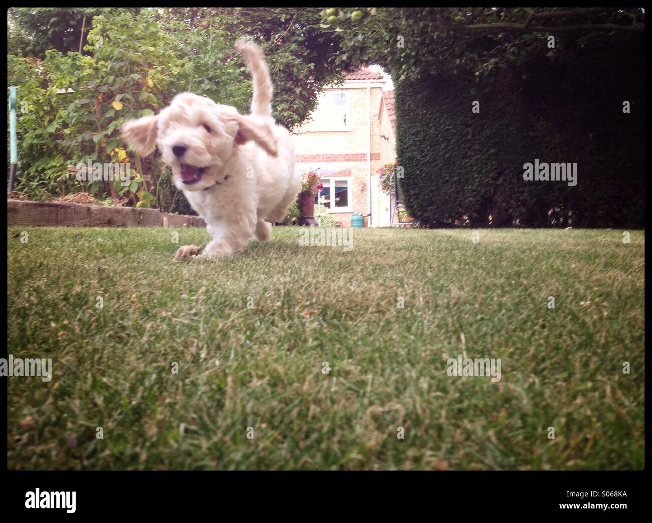 Cockapoo puppy playing. Credit Lee Ramsden / ALAMY Stock Photo