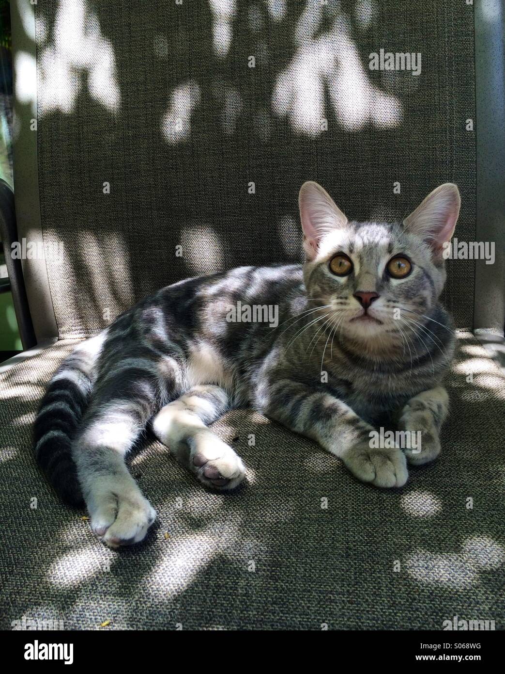 Silver grey tabby cat is camouflaged against the fabric of a grey lawn chair in dappled outside light. Stock Photo