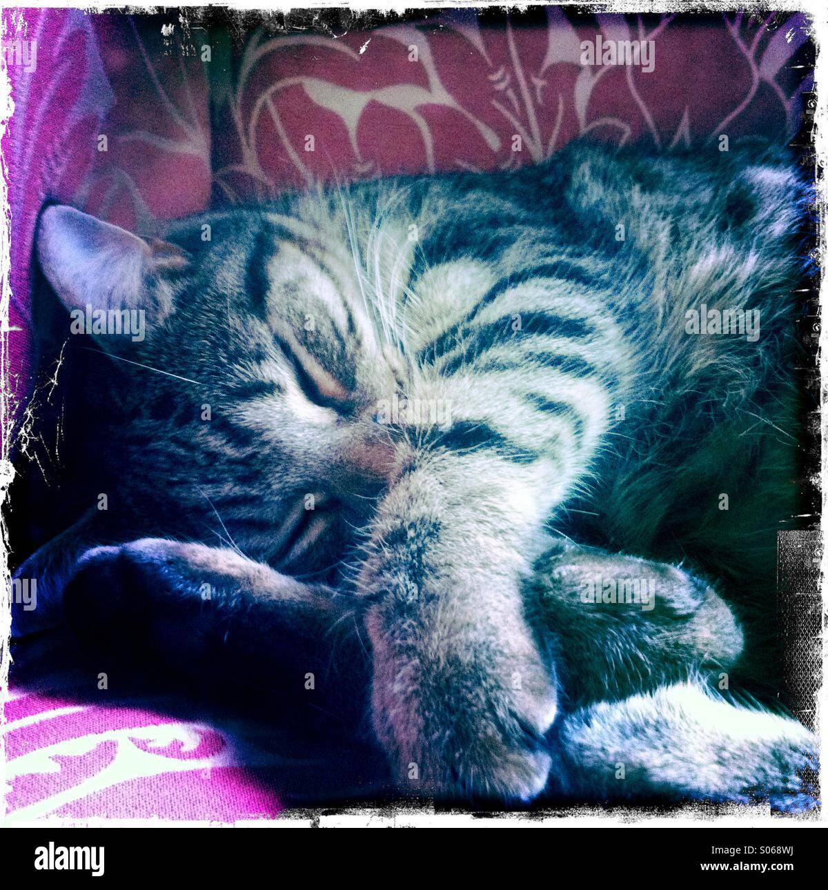 Tabby cat asleep on armchair - Smartphone Captured Stock Image