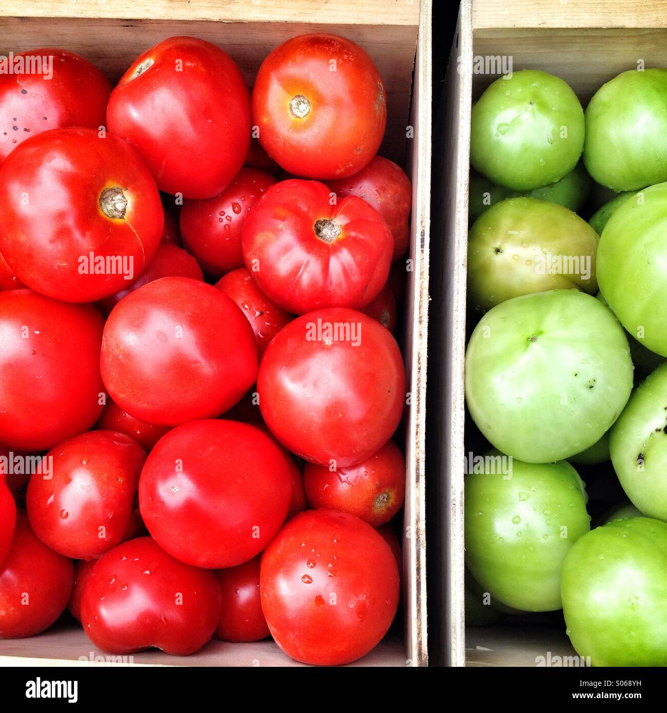 Tomatoes - Smartphone Captured Stock Image