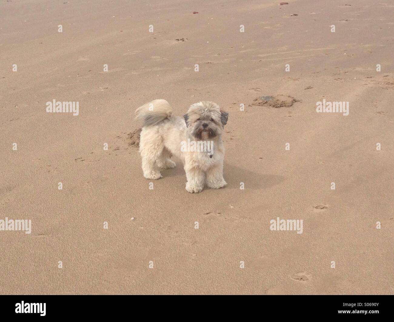 Is Crosby Beach Dog Friendly