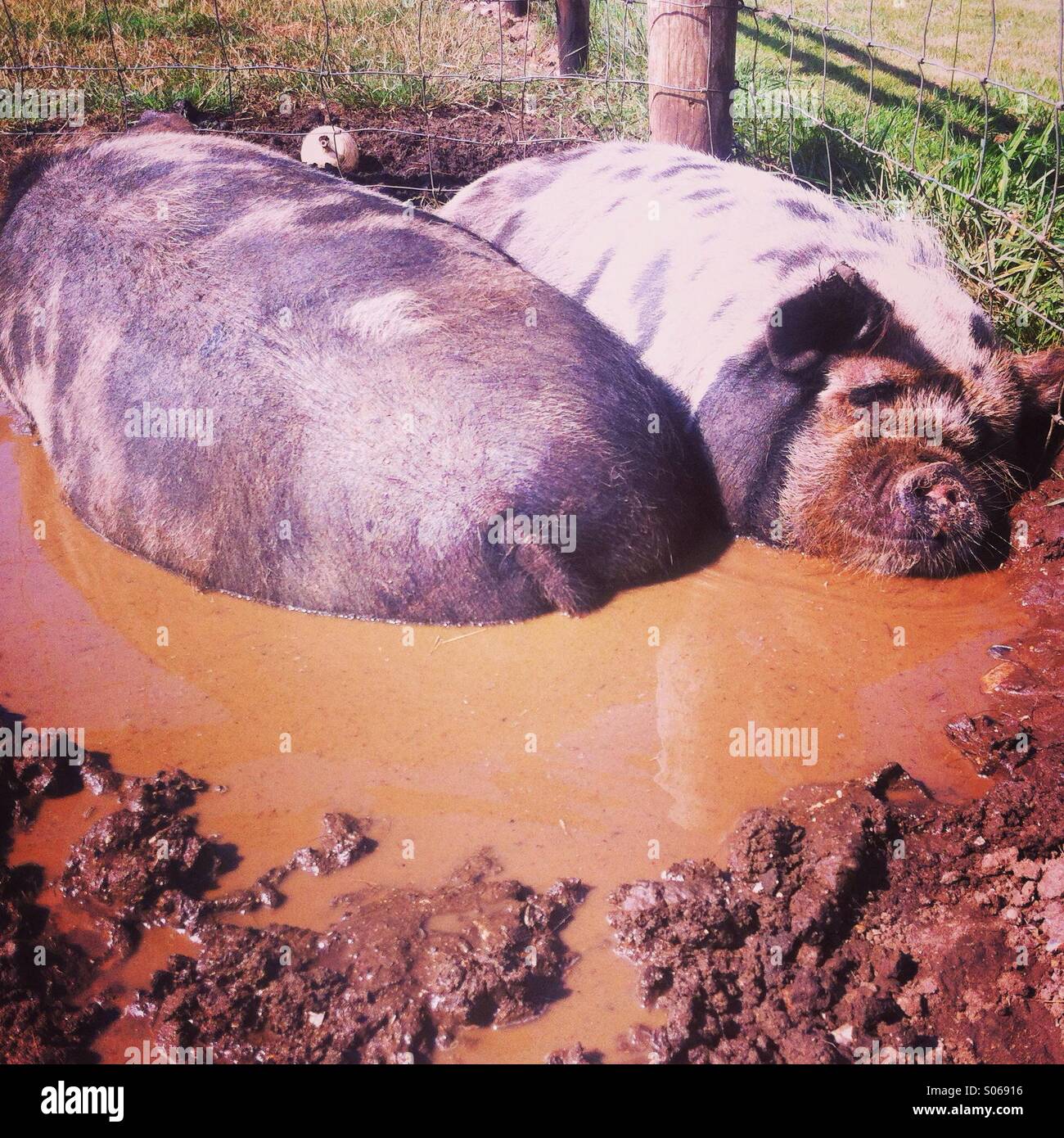 Pigs wallowing in mud hi-res stock photography and images - Alamy