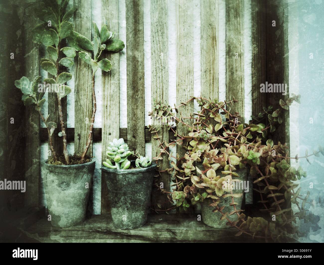 succulents-S0691Y.jpg