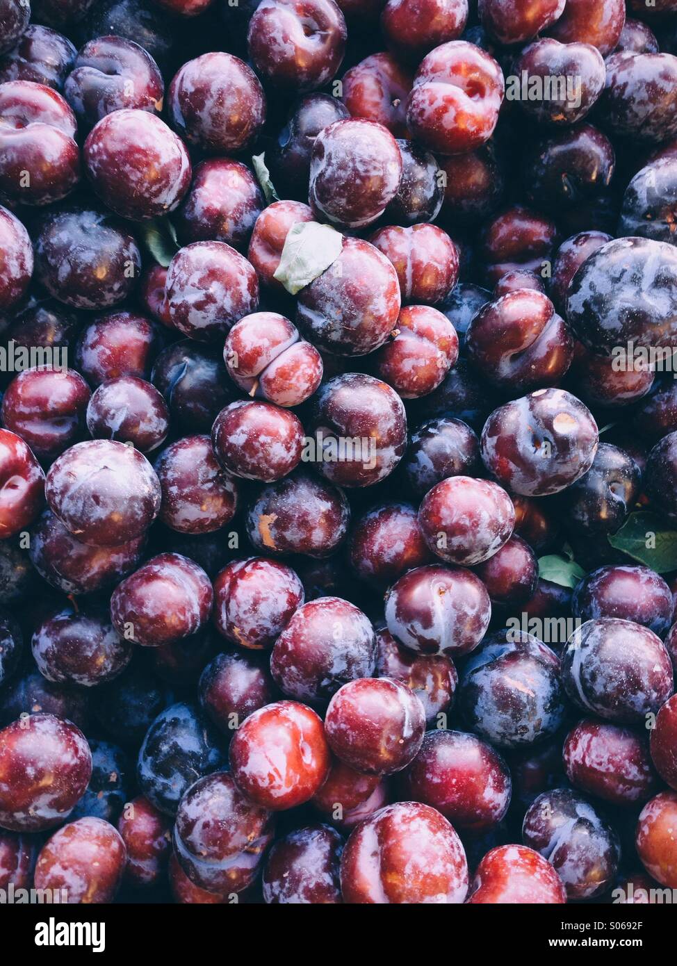 Farm fresh sweet black plums Stock Photo