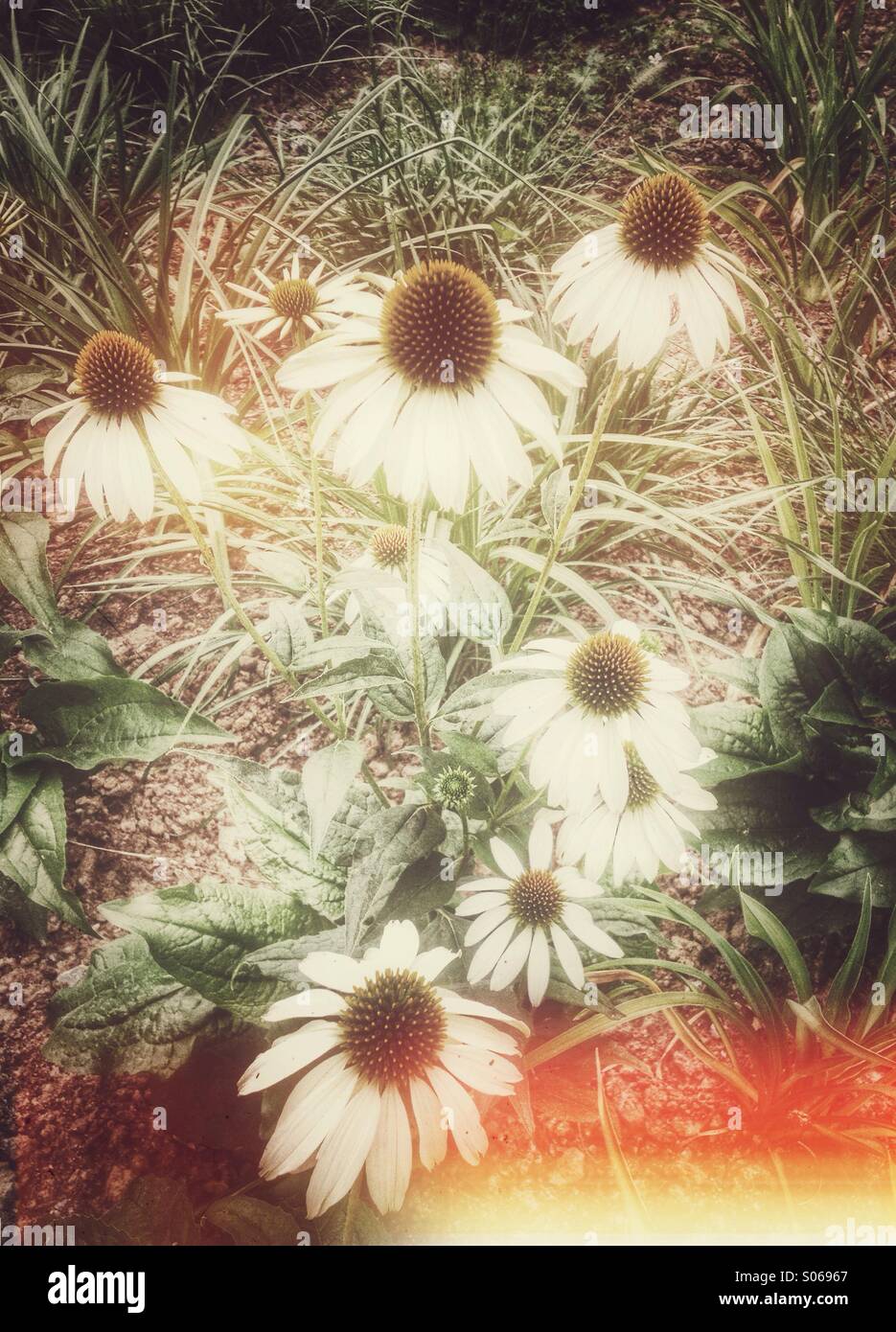 White coneflower (Echinacea) in the garden. Retro styled postprocessing. - Smartphone Captured Stock Image