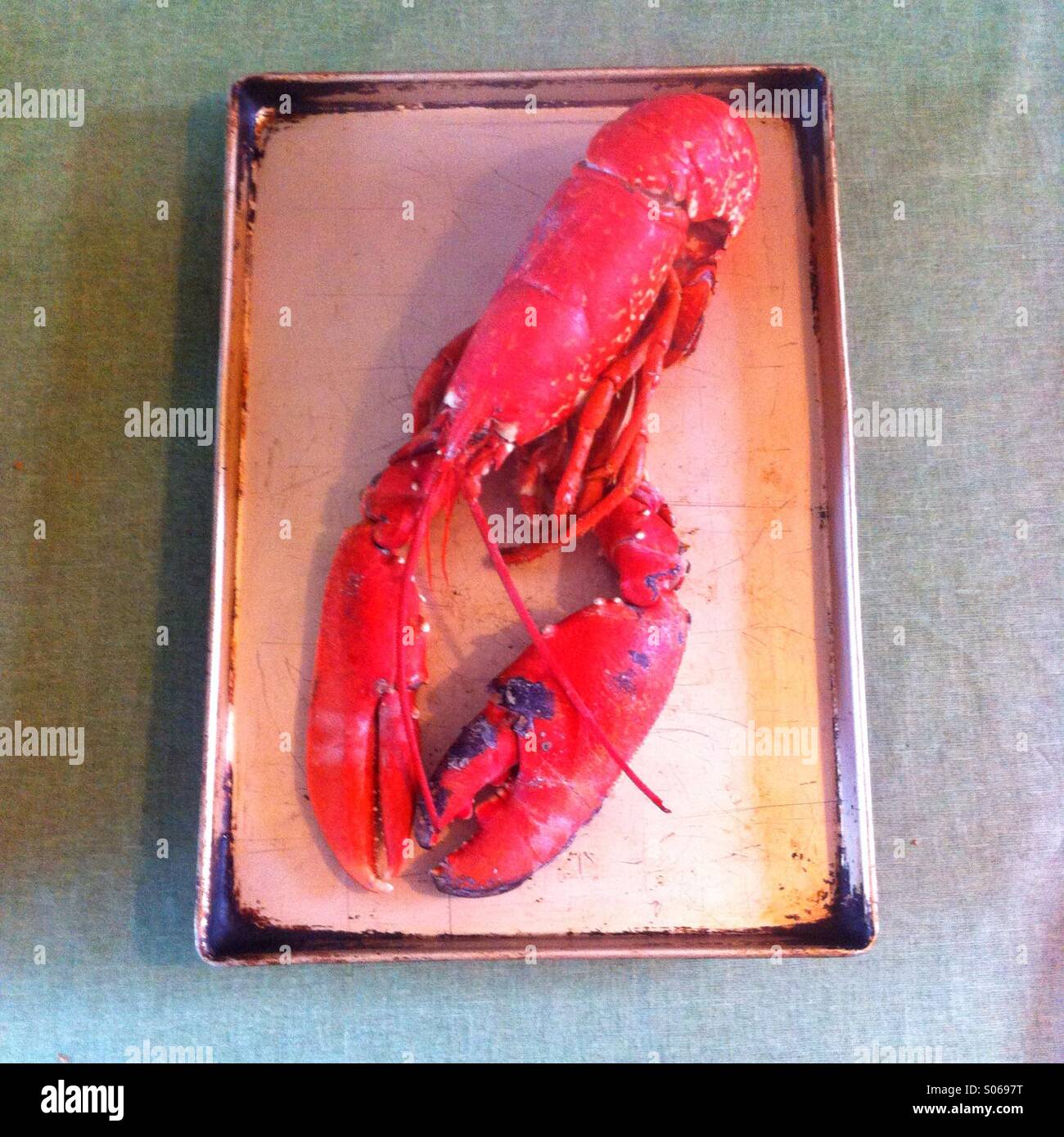 Cooked red lobster on a metal tray - Smartphone Captured Stock Image