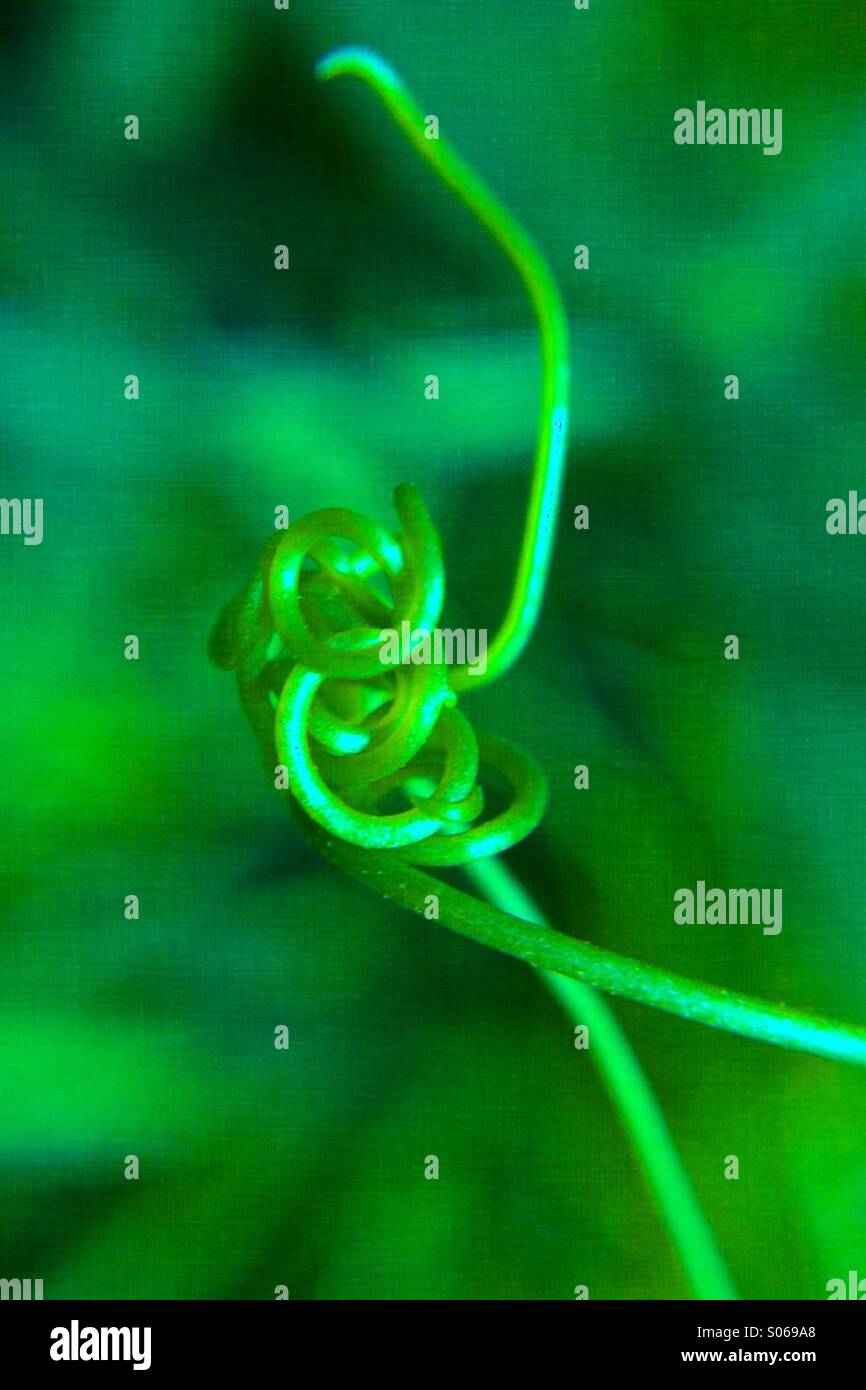 Sweet pea tendrils - Smartphone Captured Stock Image