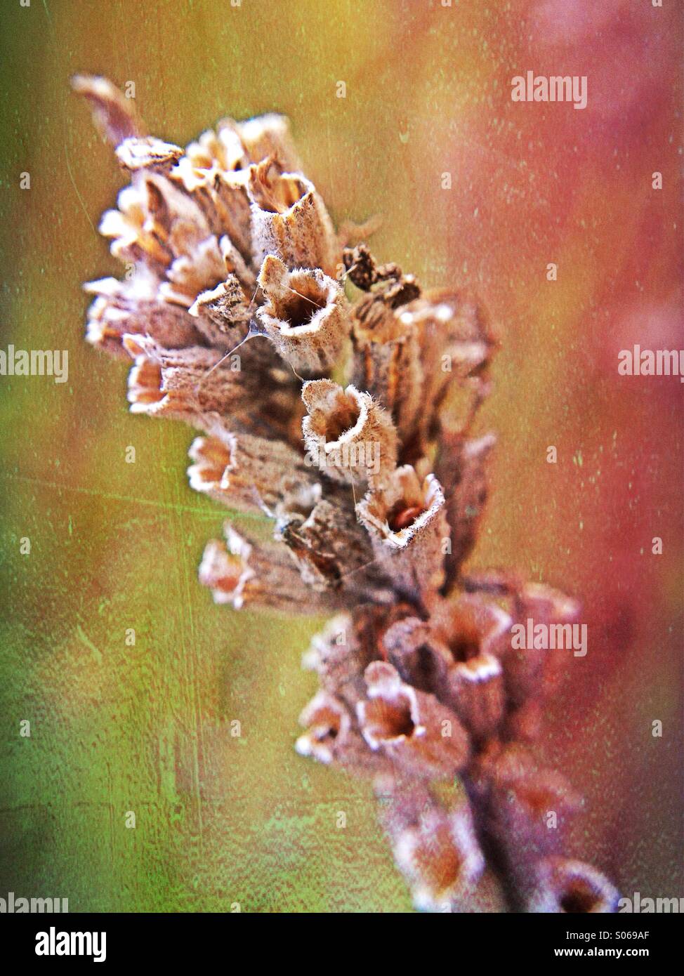 Lavender seed head - Smartphone Captured Stock Image