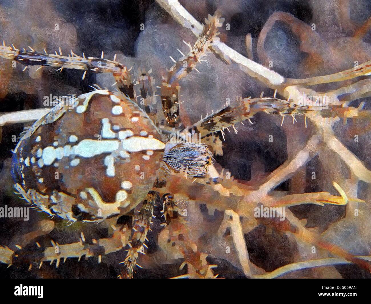 Close up of a garden spider Stock Photo - Alamy
