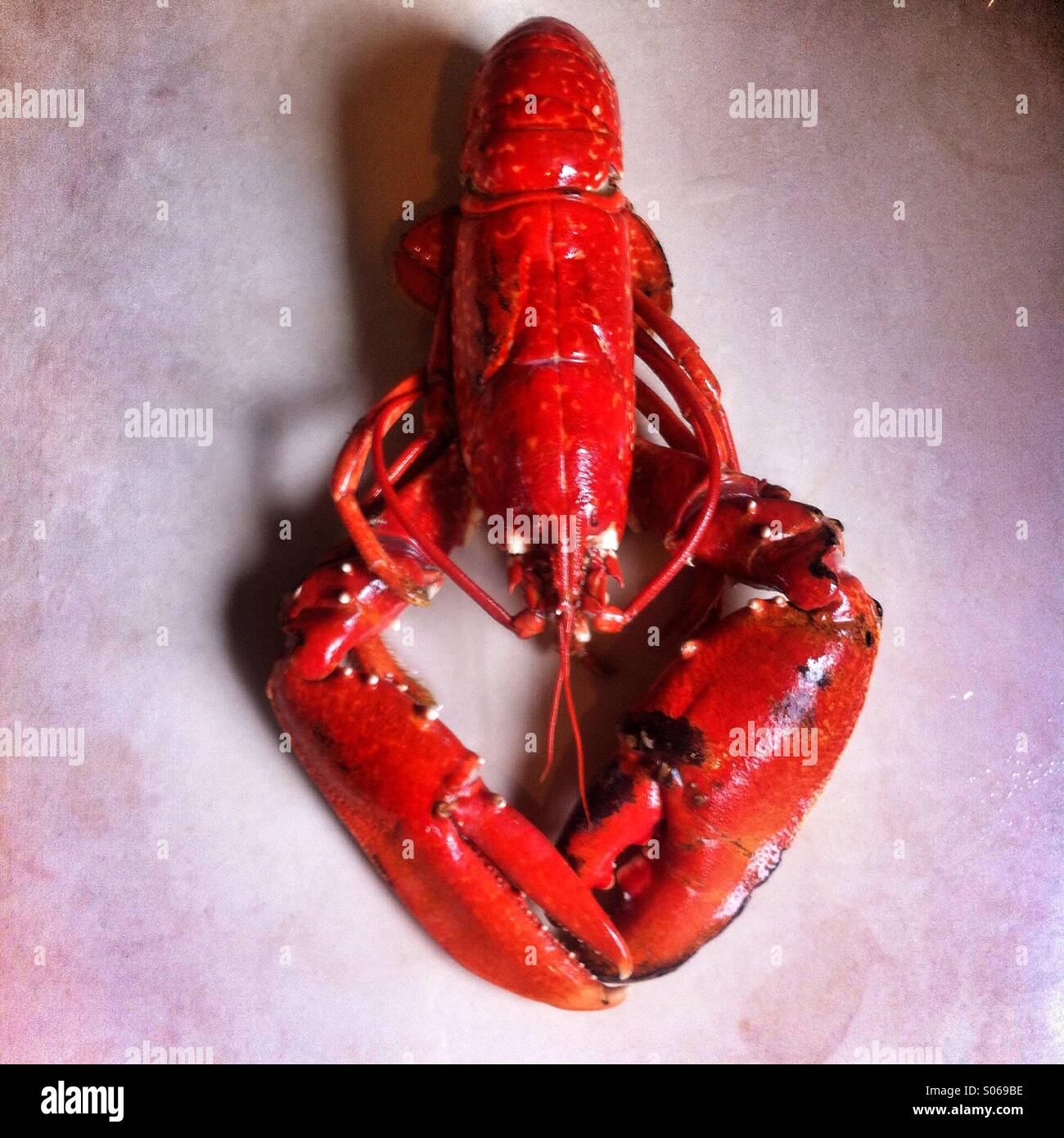 Cooked red lobster - Smartphone Captured Stock Image