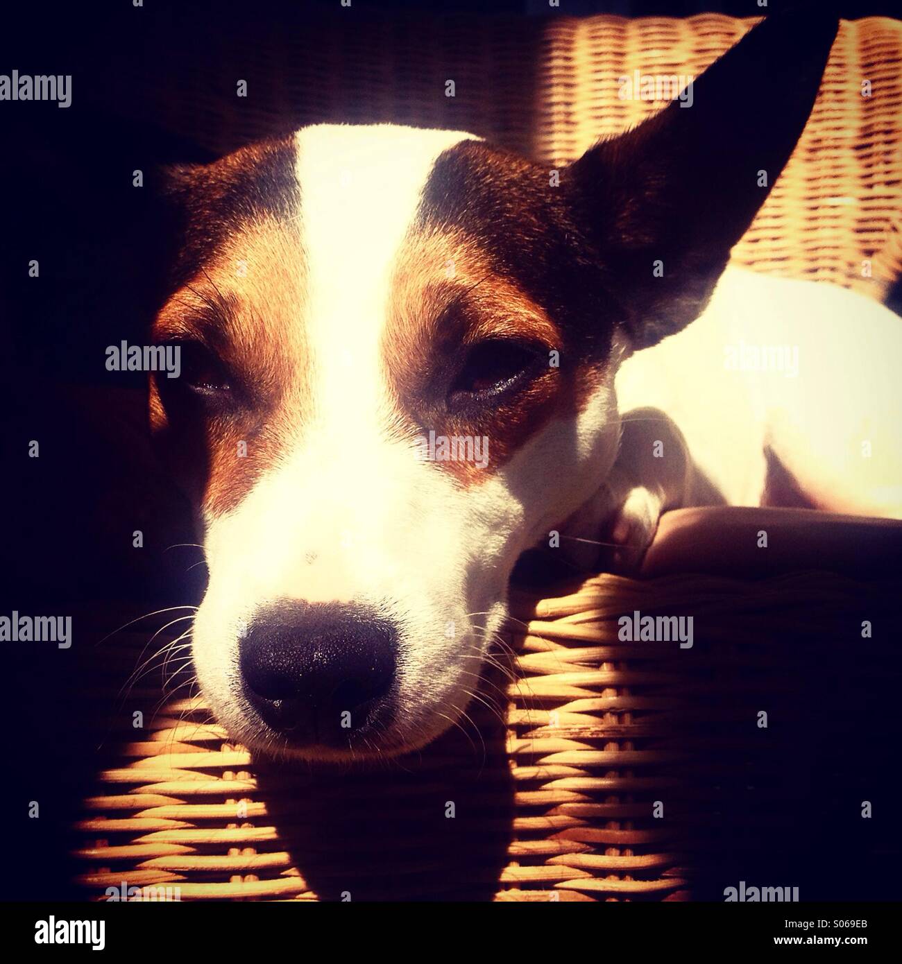 Sleepy dog. This Jack Russell puppy is about to fall asleep, enjoying the warm sun. Stock Photo