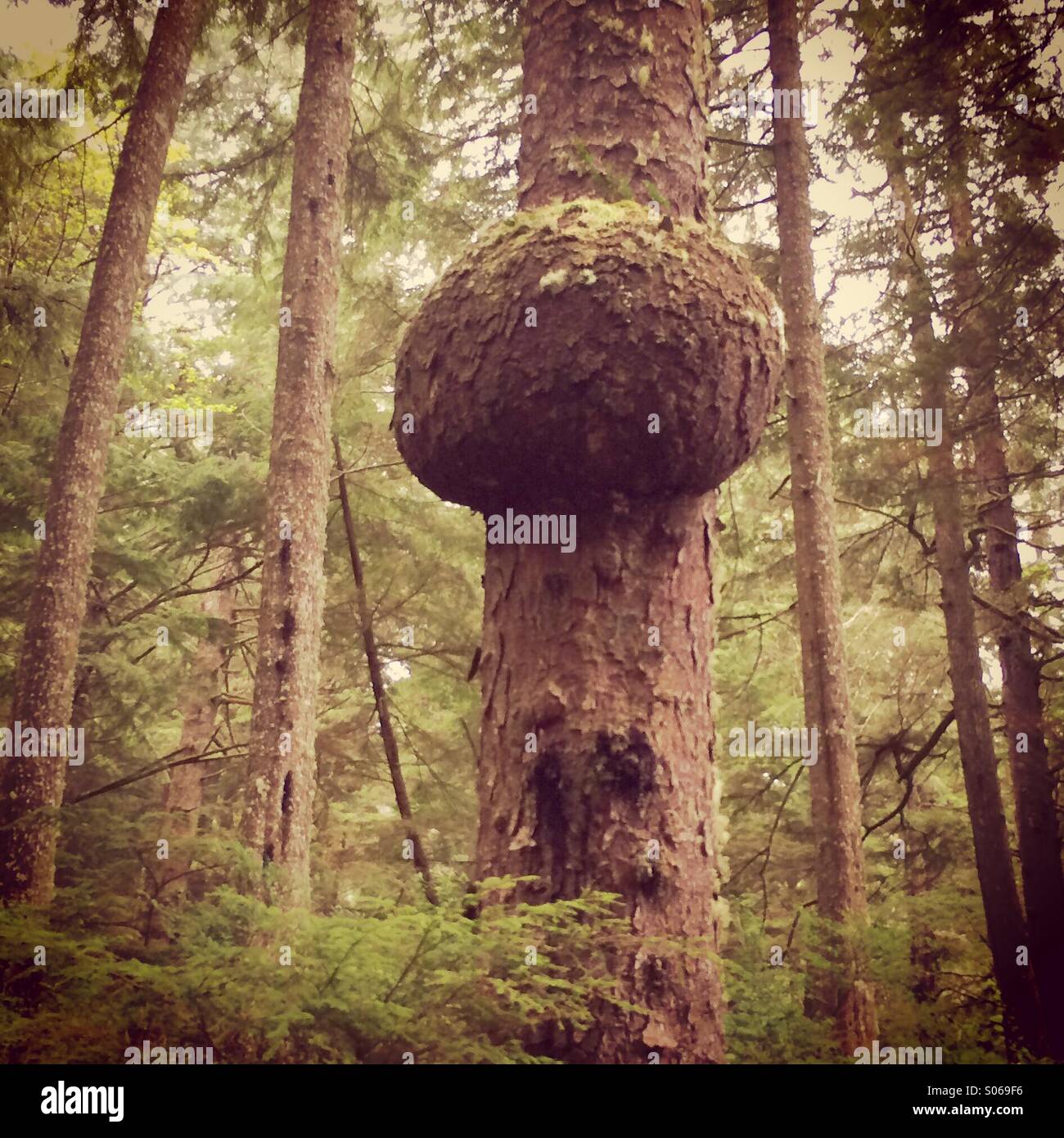 Large gall in tree, Cape Flattery, Makah Indian Reservation, Olympic Peninsula, Washington. NW point of 48 States - Smartphone Captured Stock Image