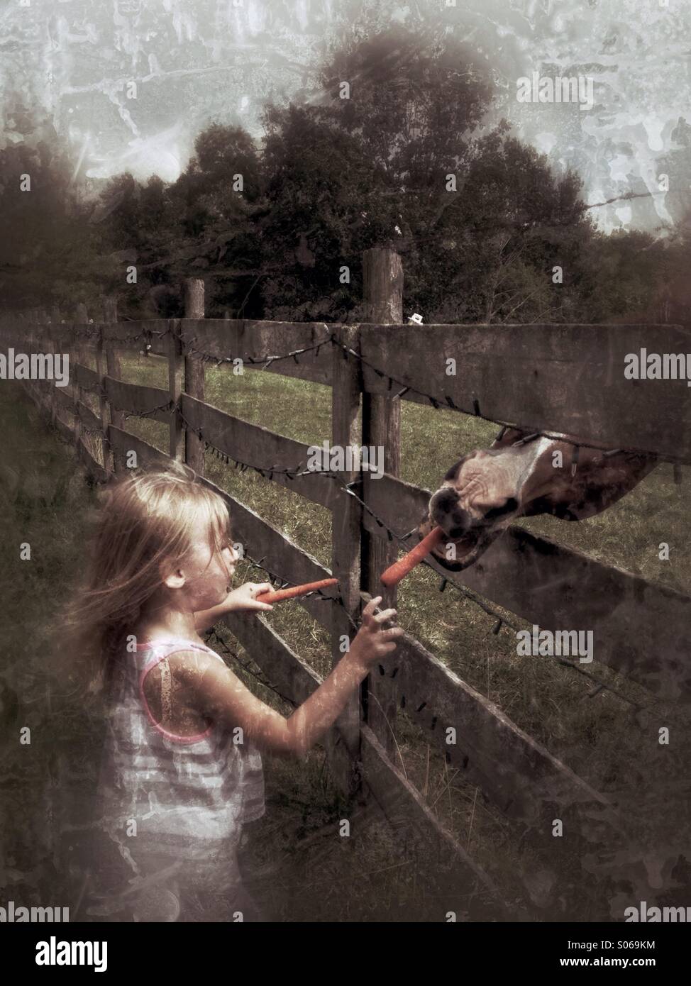 Carrots for the horse. - Smartphone Captured Stock Image