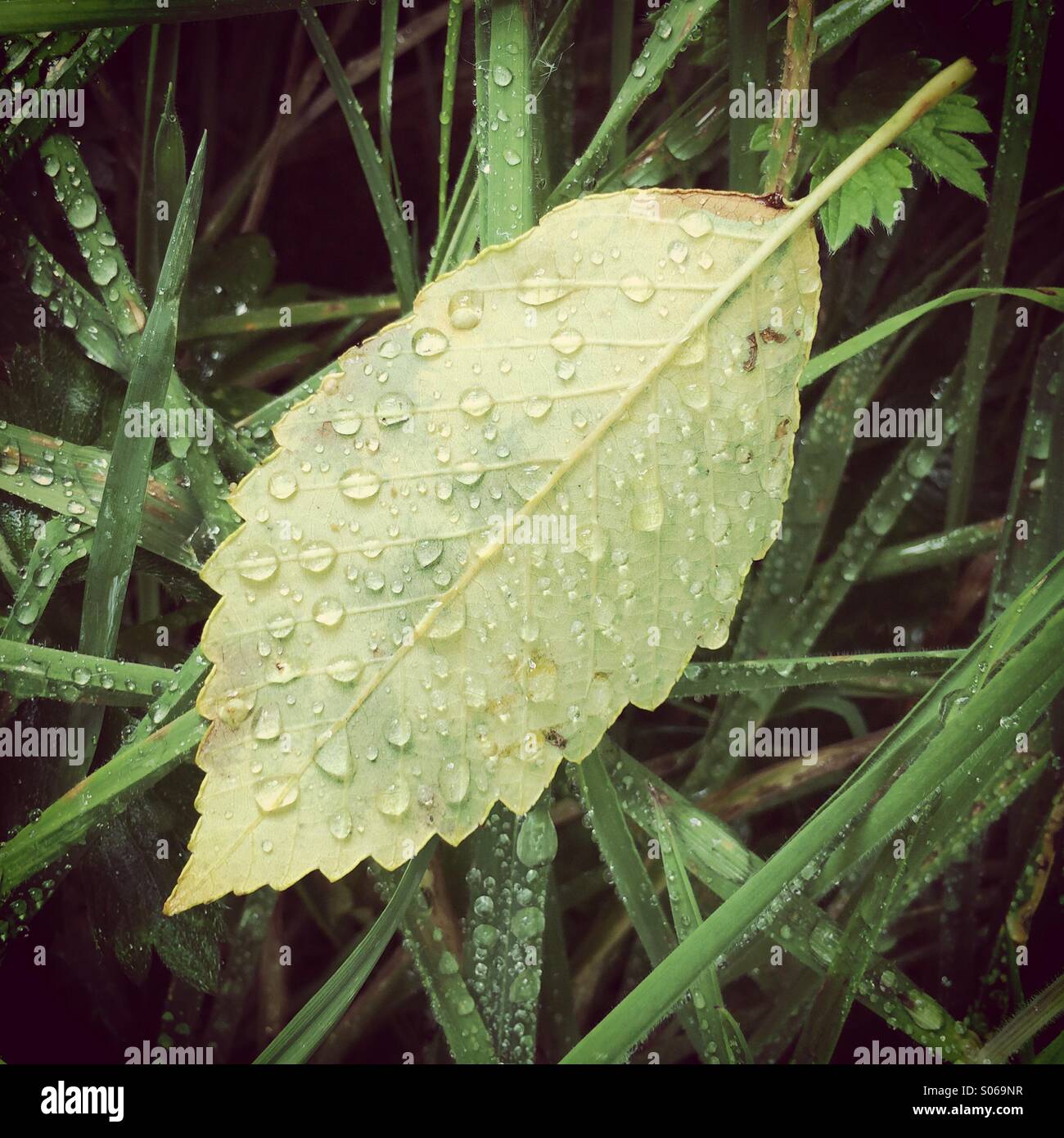 Raindrops on fallen Leaves, Olympic Peninsula, Washington Stock Photo