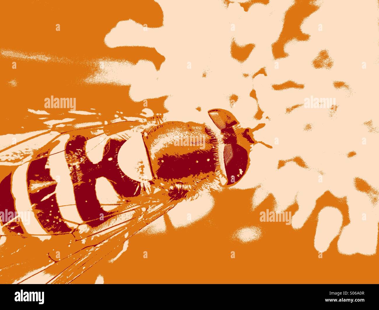 Pop art style photo of a hover fly Stock Photo