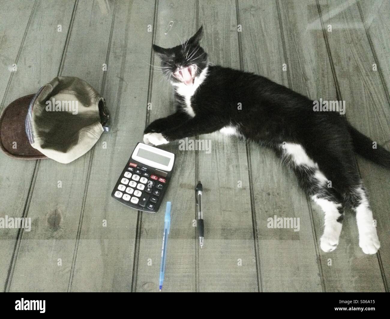 A black and white cat lying on a table yawning, next to a calculator, pens, and a baseball cap. Stock Photo