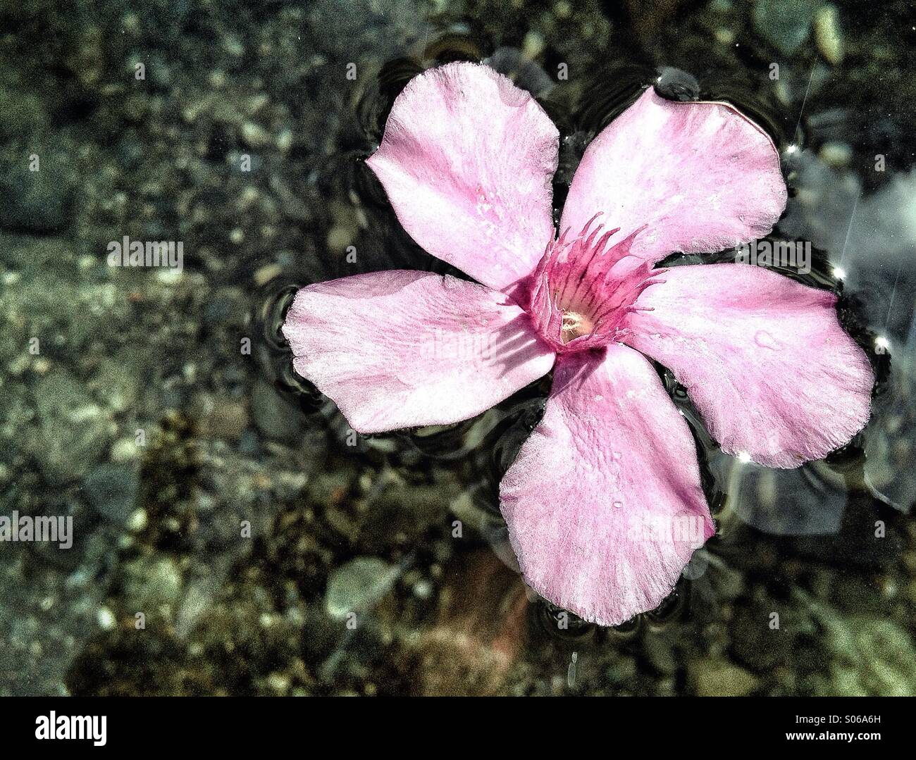 Flower in water Stock Photo Alamy